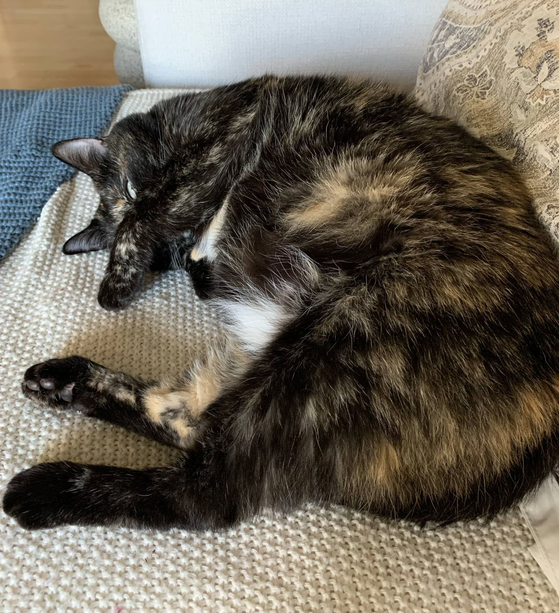 Ruby Roundhouse - Domestic Short Hair available for adoption