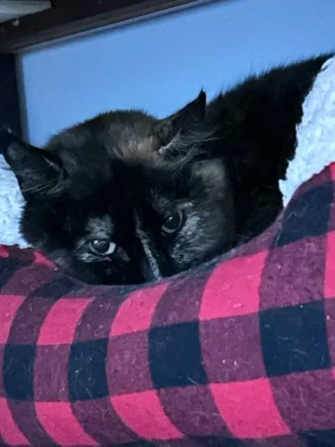 Dawn - Domestic Short Hair cat available for adoption at SCAT Street Cat Rescue Program in Saskatoon