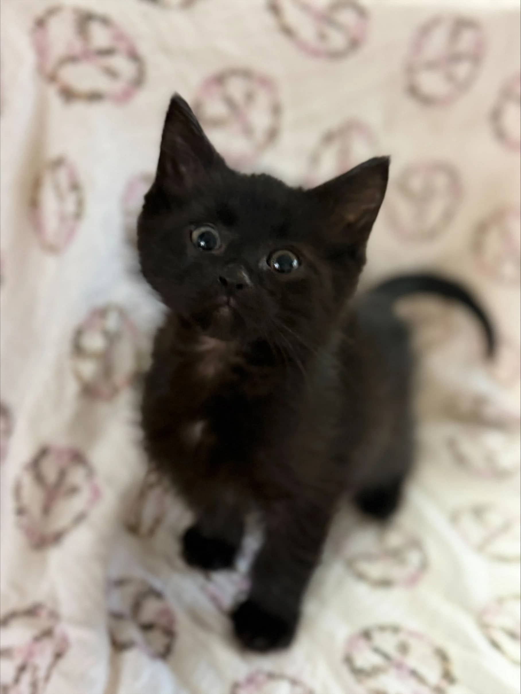 Zant - Domestic Short Hair cat available for adoption at SCAT Street Cat Rescue Program in Saskatoon