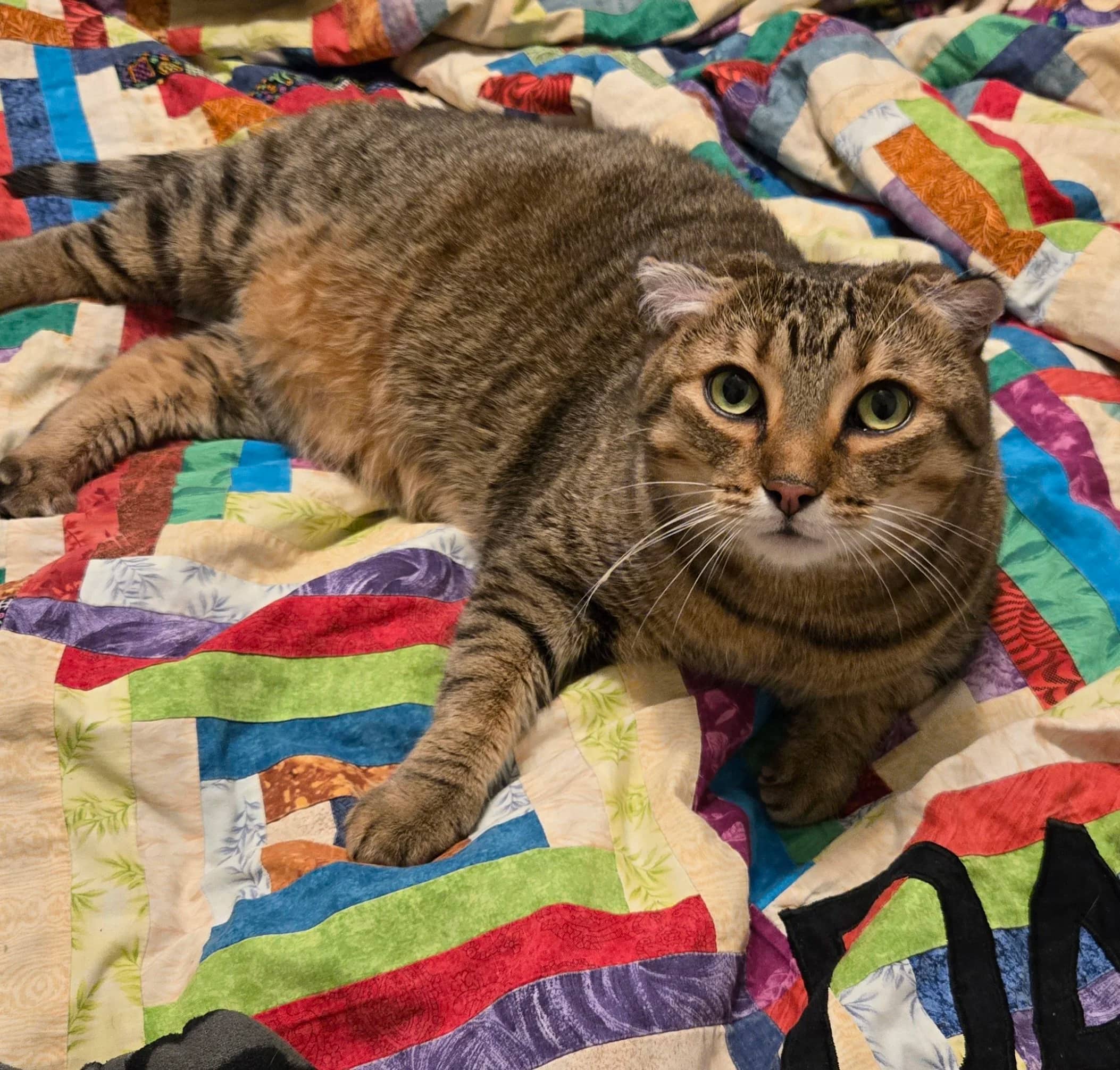 Maple Bacon - Domestic Medium Hair available for adoption