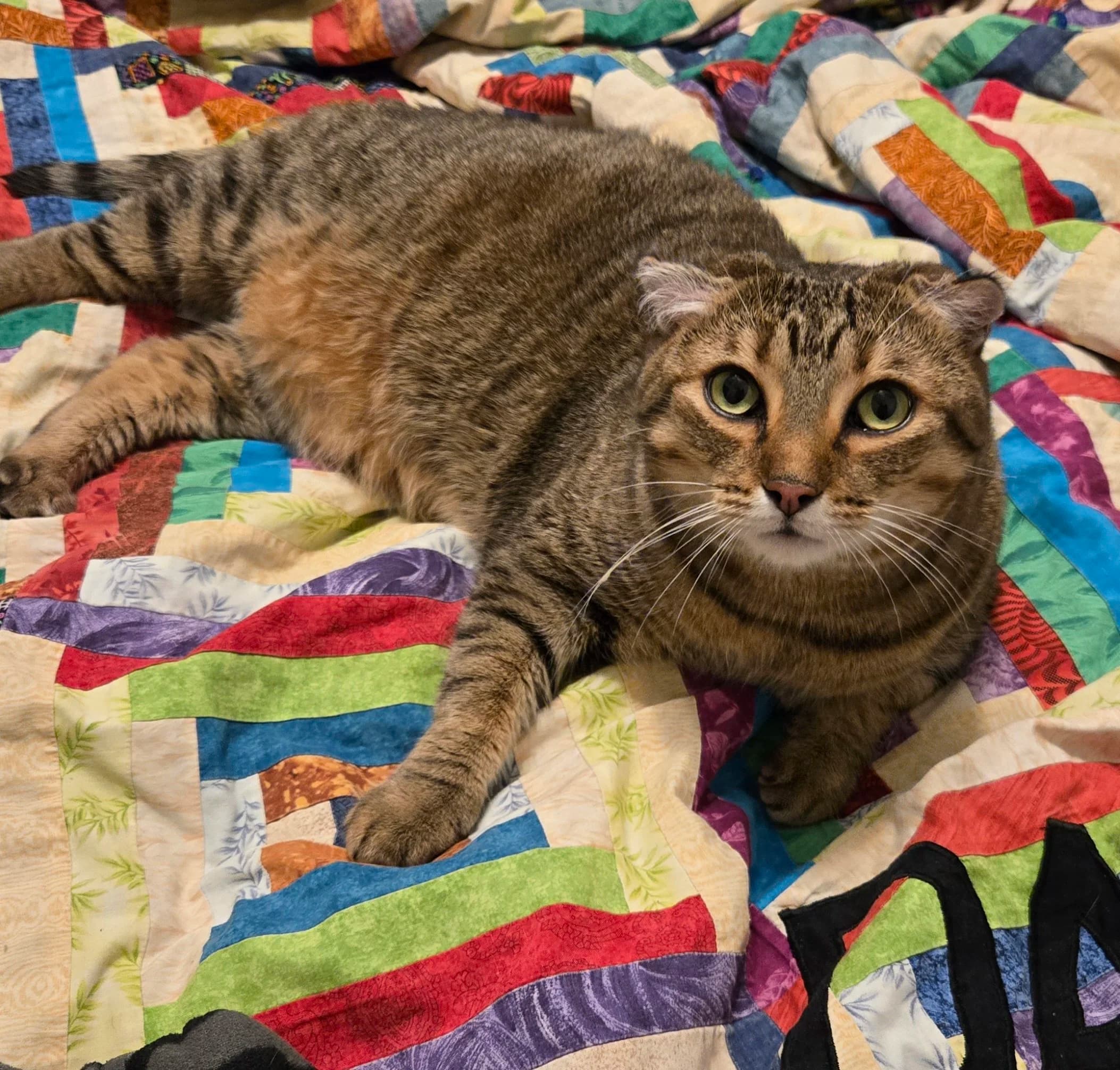 Maple Bacon - Domestic Medium Hair cat available for adoption at SCAT Street Cat Rescue Program in Saskatoon