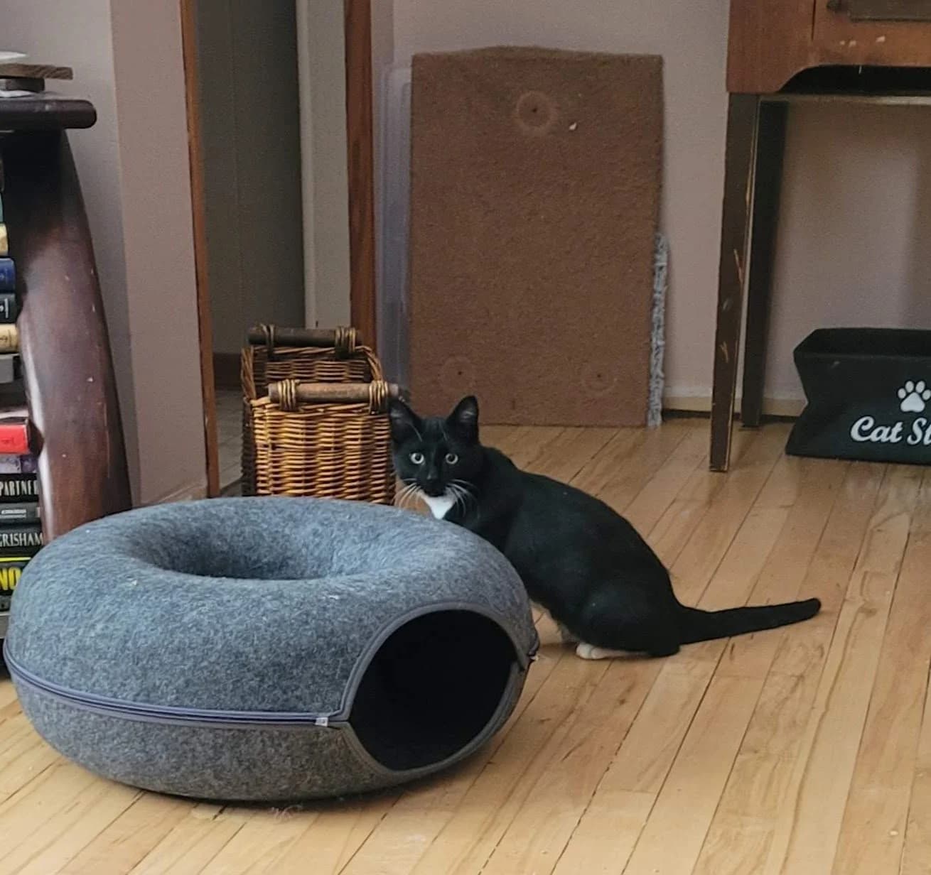 Prickly Pear - Domestic Short Hair cat available for adoption at SCAT Street Cat Rescue Program in Saskatoon