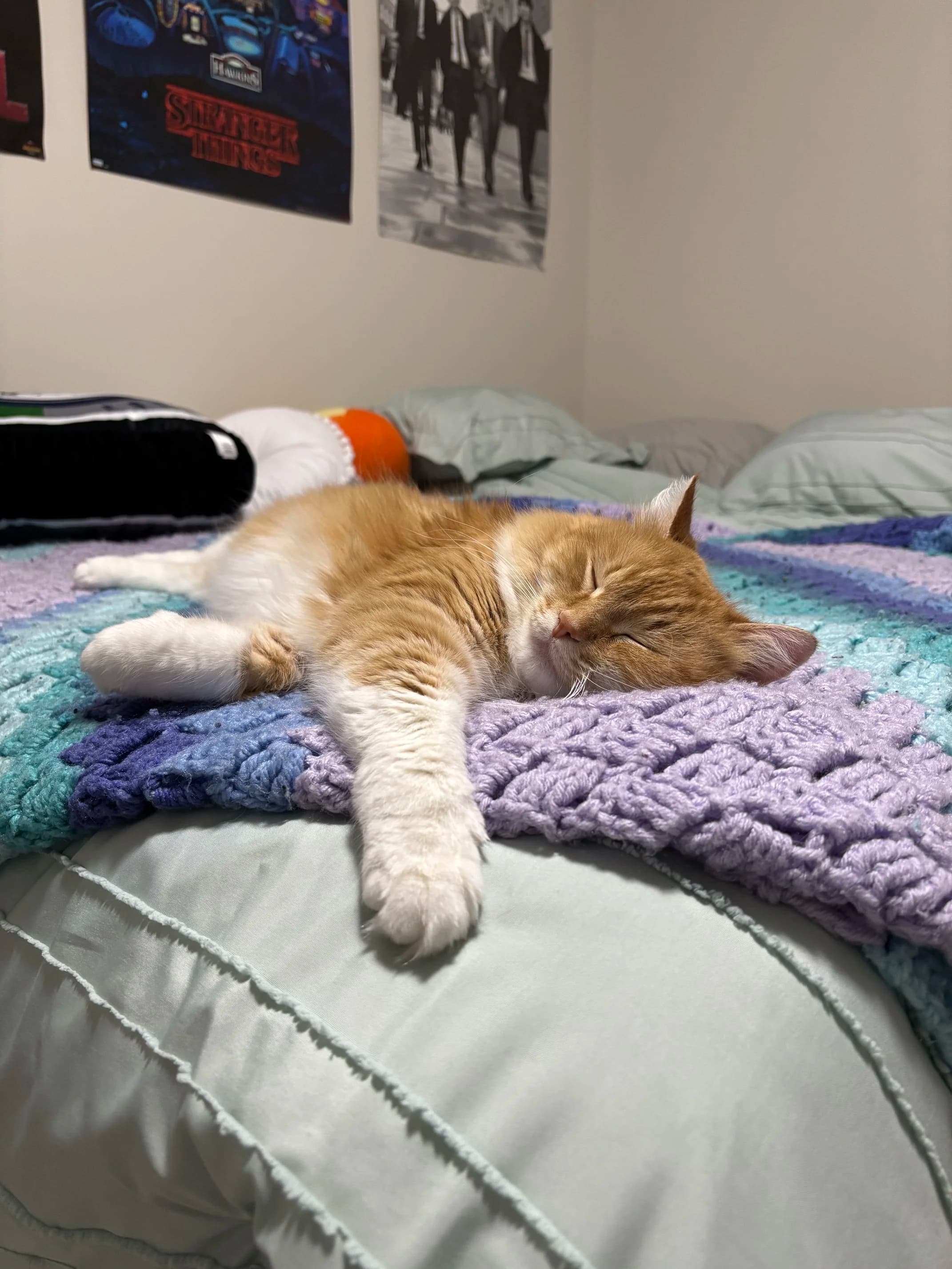 Reyna - Domestic Medium Hair available for adoption