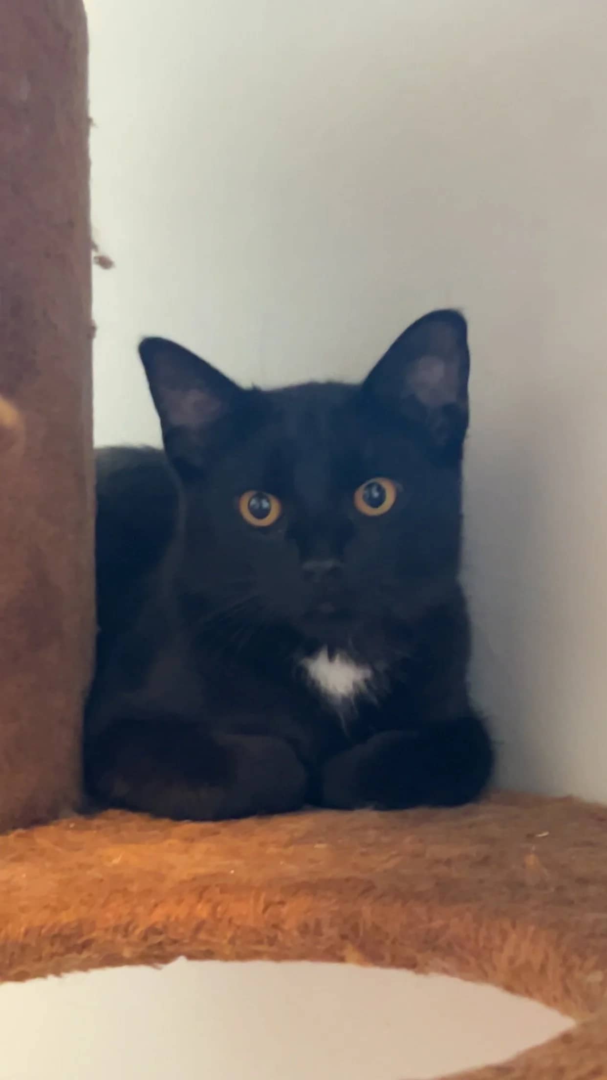 Ugo - Domestic Short Hair available for adoption