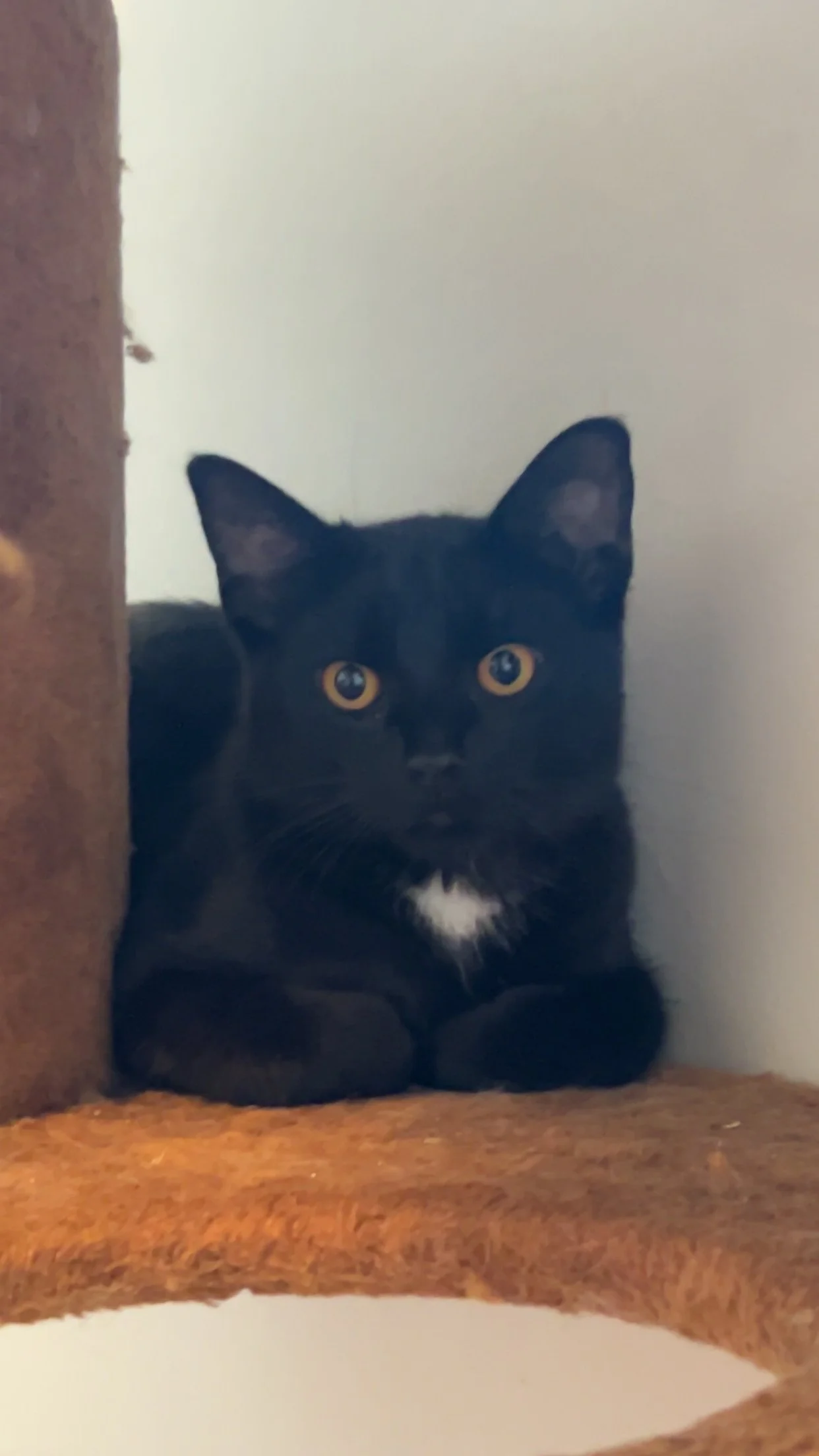 Ugo - Domestic Short Hair cat available for adoption at SCAT Street Cat Rescue Program in Saskatoon
