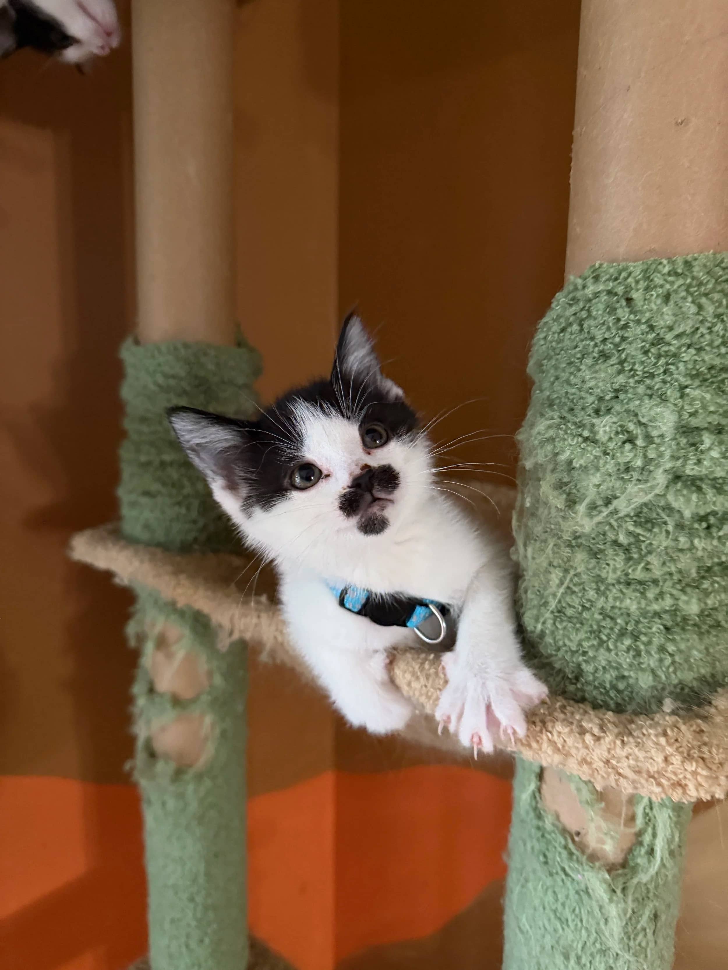 Valarie - Domestic Short Hair cat available for adoption at SCAT Street Cat Rescue Program in Saskatoon