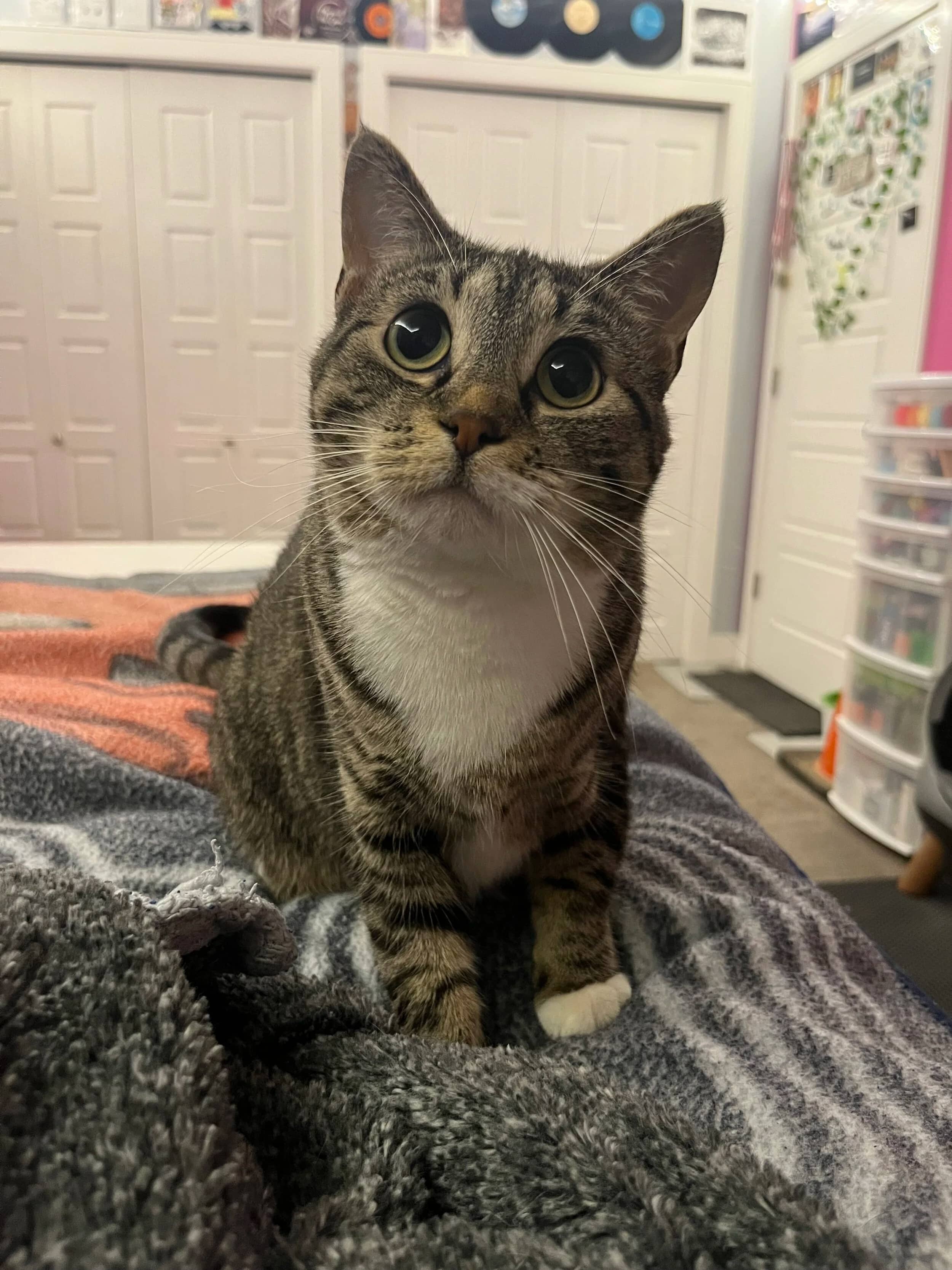 Solar Flare - Domestic Short Hair available for adoption