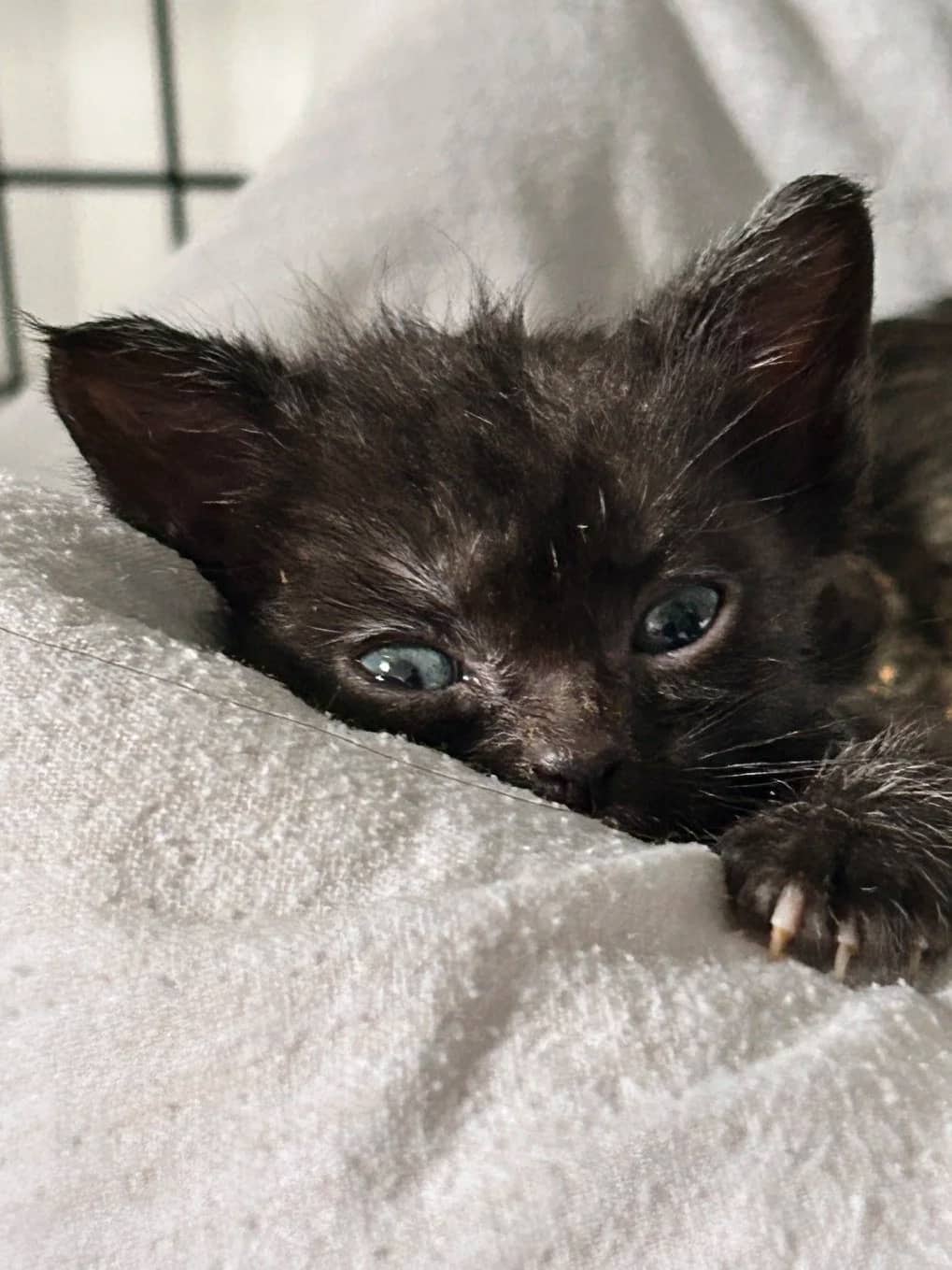Harbour - Domestic Short Hair cat available for adoption at SCAT Street Cat Rescue Program in Saskatoon