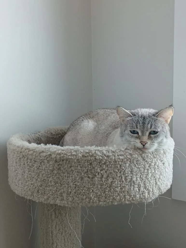 Ribbon - Domestic Short Hair available for adoption