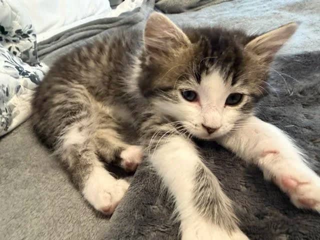 Gidget - Domestic Medium Hair cat available for adoption at SCAT Street Cat Rescue Program in Saskatoon