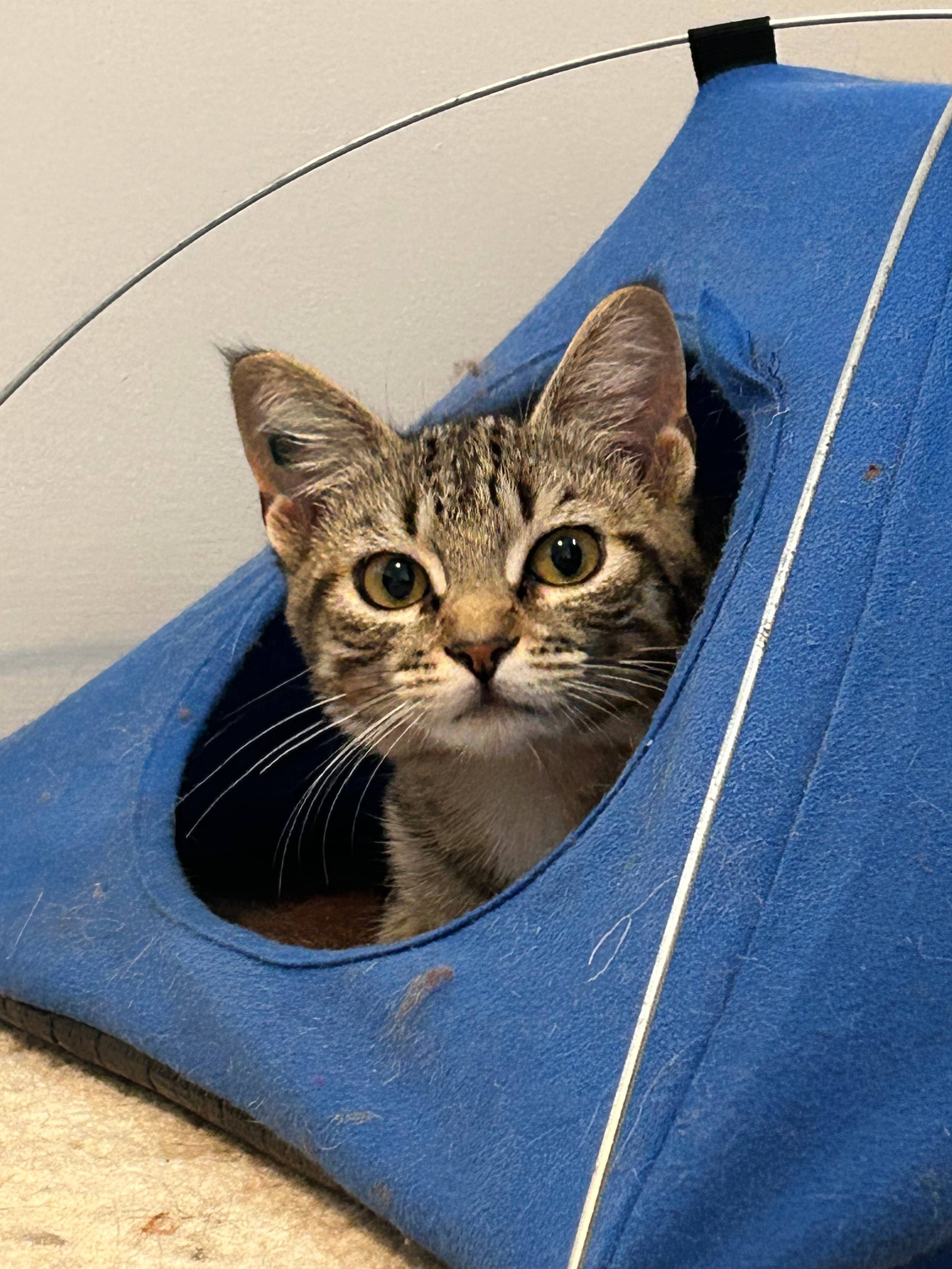 Ulee - Domestic Short Hair available for adoption