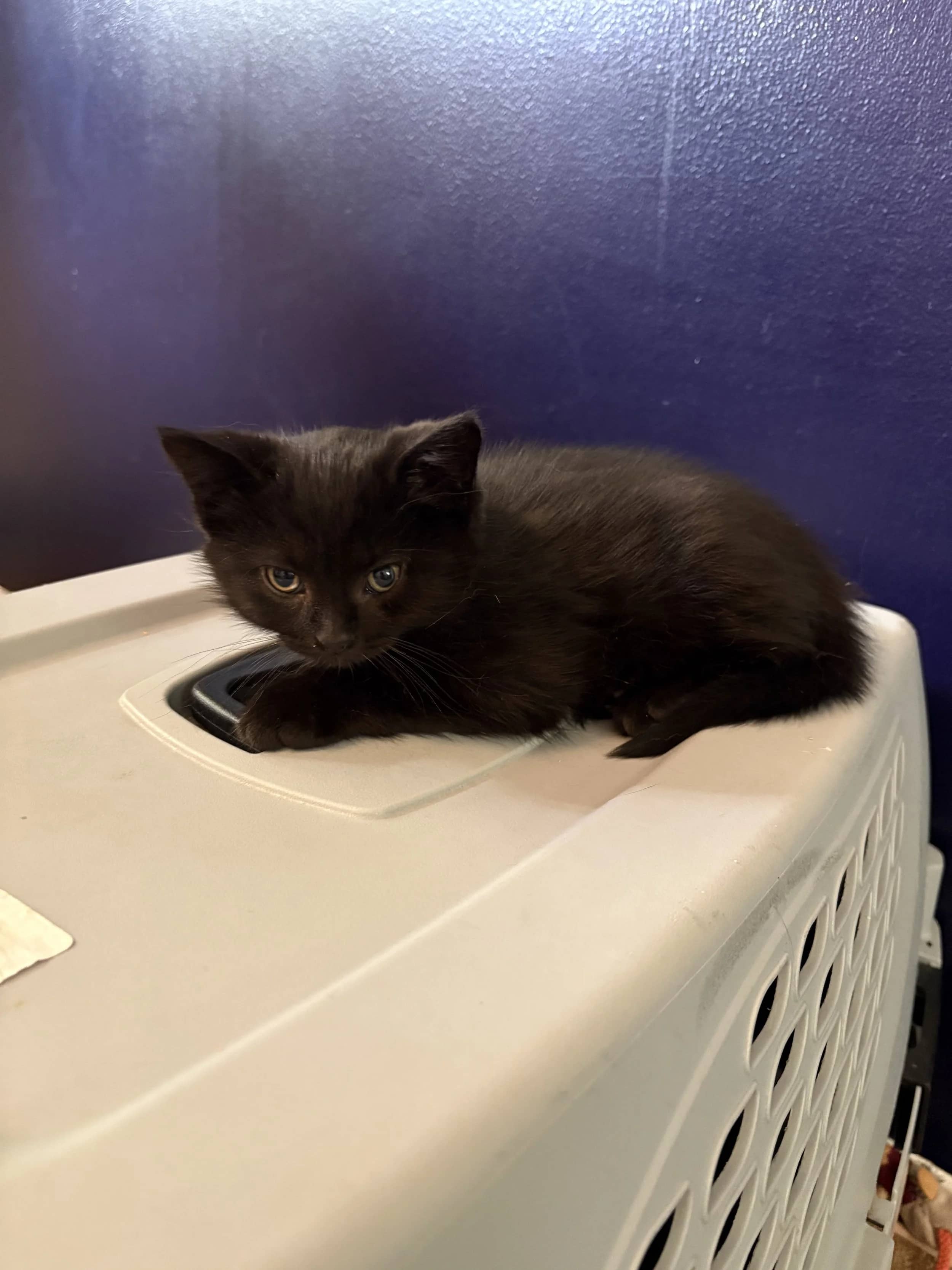 Radish - Domestic Short Hair available for adoption