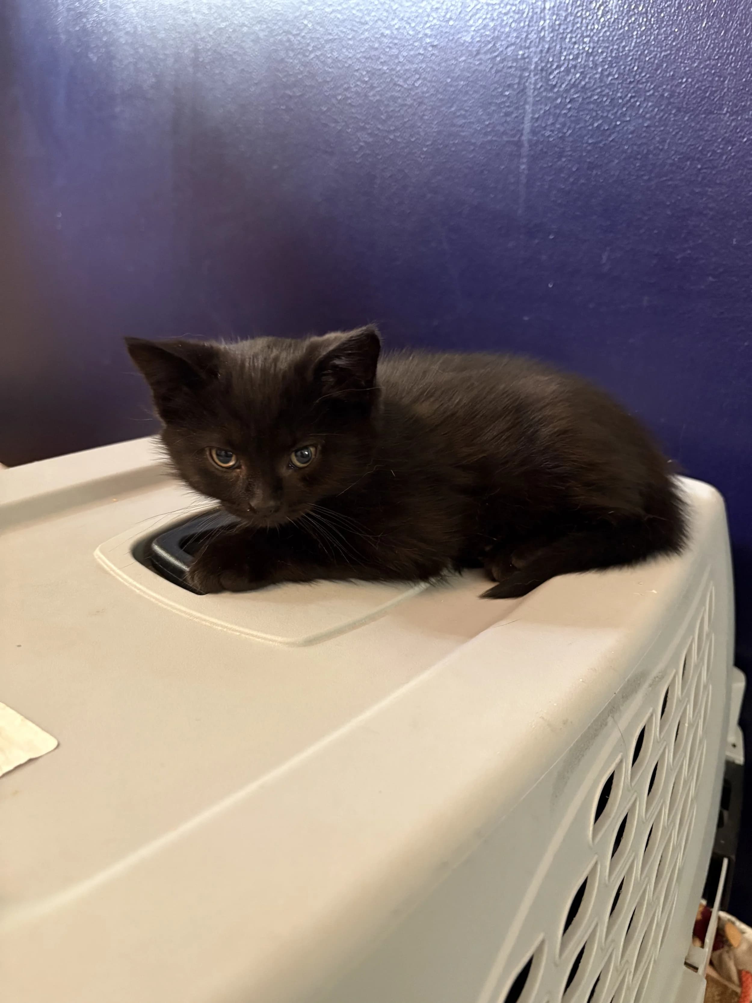 Radish - Domestic Short Hair cat available for adoption at SCAT Street Cat Rescue Program in Saskatoon