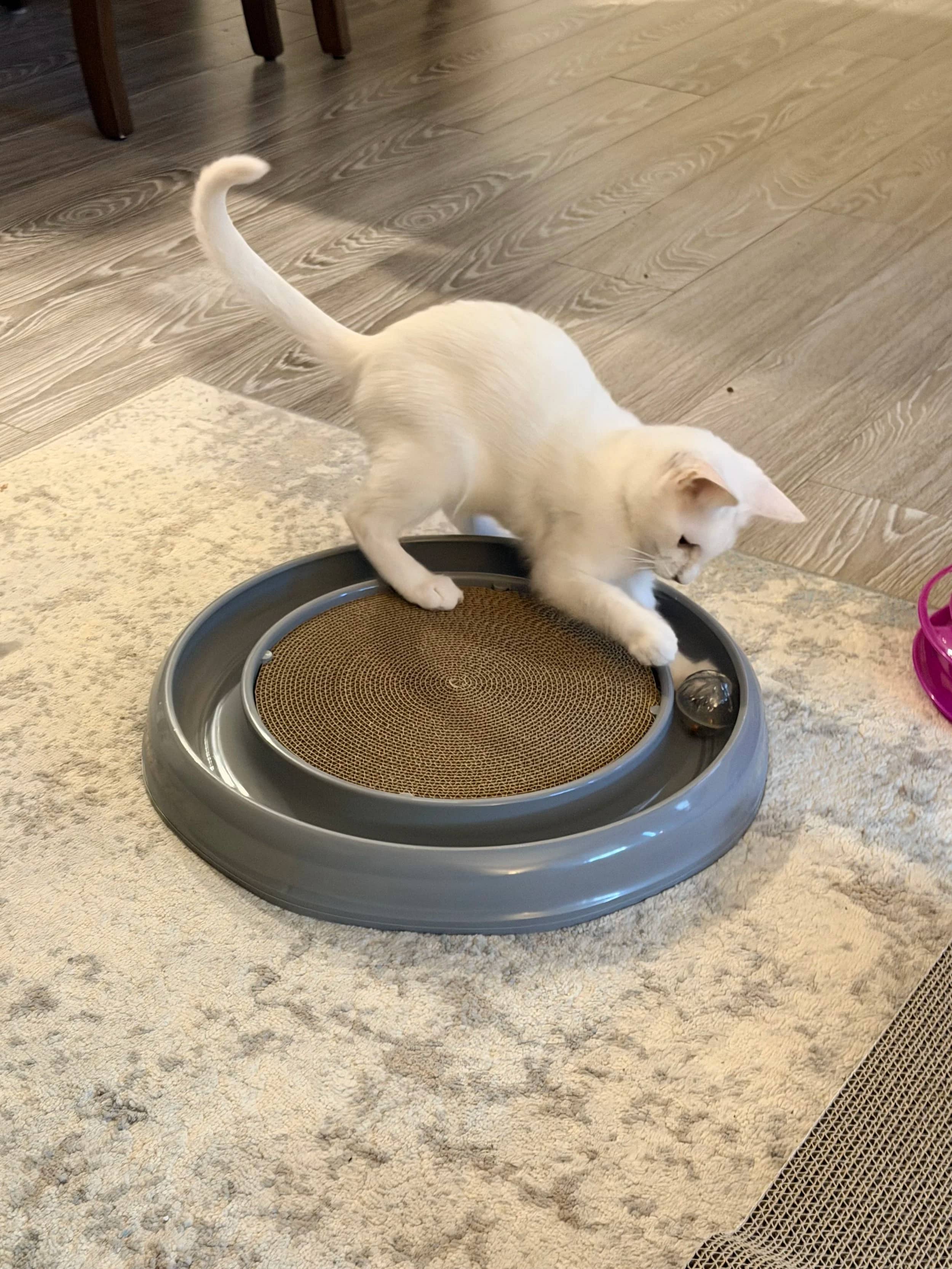 Usher - Domestic Short Hair cat available for adoption at SCAT Street Cat Rescue Program in Saskatoon