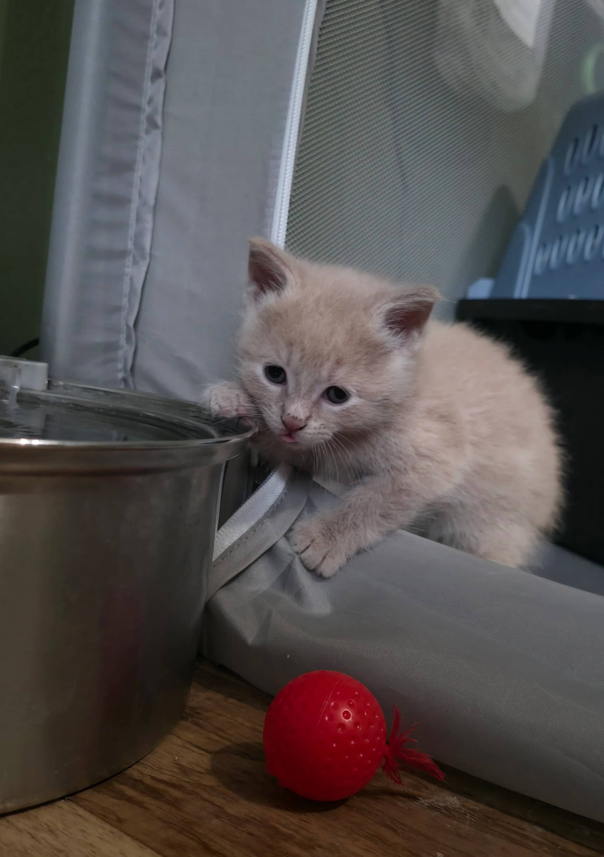 Nokia - Domestic Short Hair cat available for adoption at SCAT Street Cat Rescue Program in Saskatoon