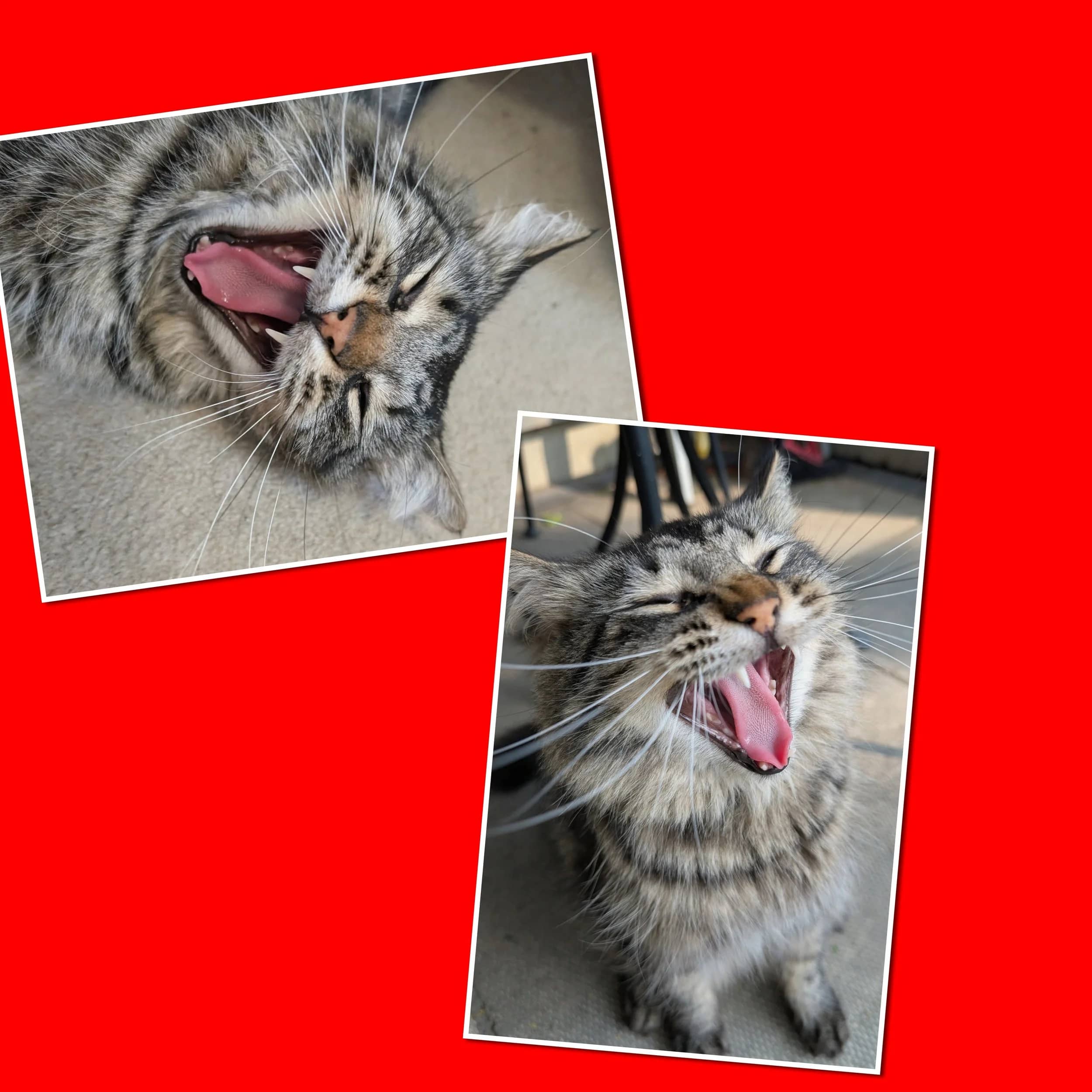 Zcarlett - Domestic Medium Hair cat available for adoption at SCAT Street Cat Rescue Program in Saskatoon