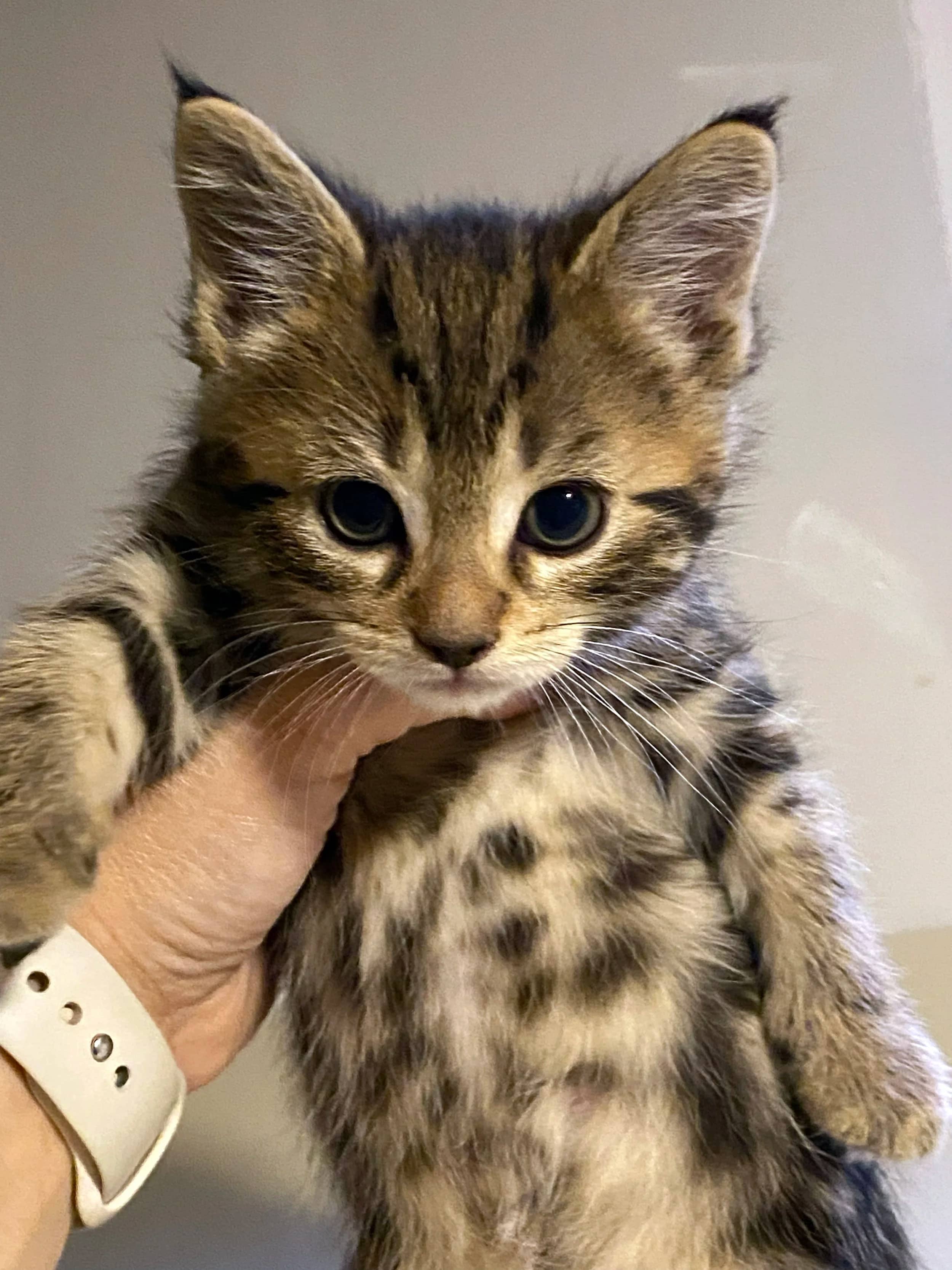 Cardamom - Domestic Short Hair cat available for adoption at SCAT Street Cat Rescue Program in Saskatoon