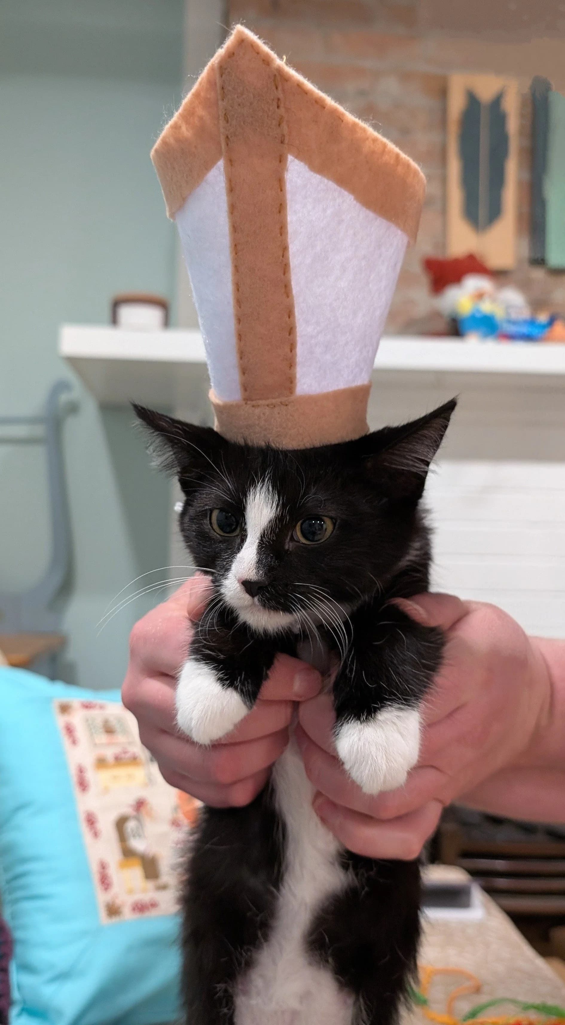 Vatican - Domestic Short Hair cat available for adoption at SCAT Street Cat Rescue Program in Saskatoon