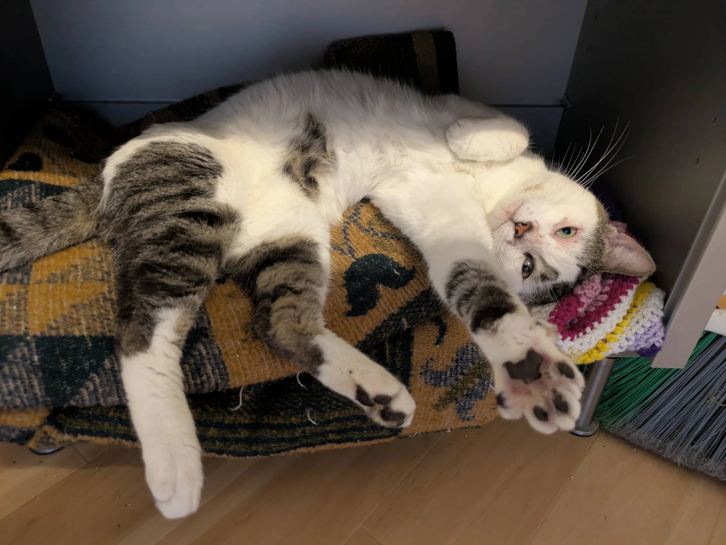 King of Hearts - Male cat available for adoption at SCAT Street Cat Rescue Program in Saskatoon