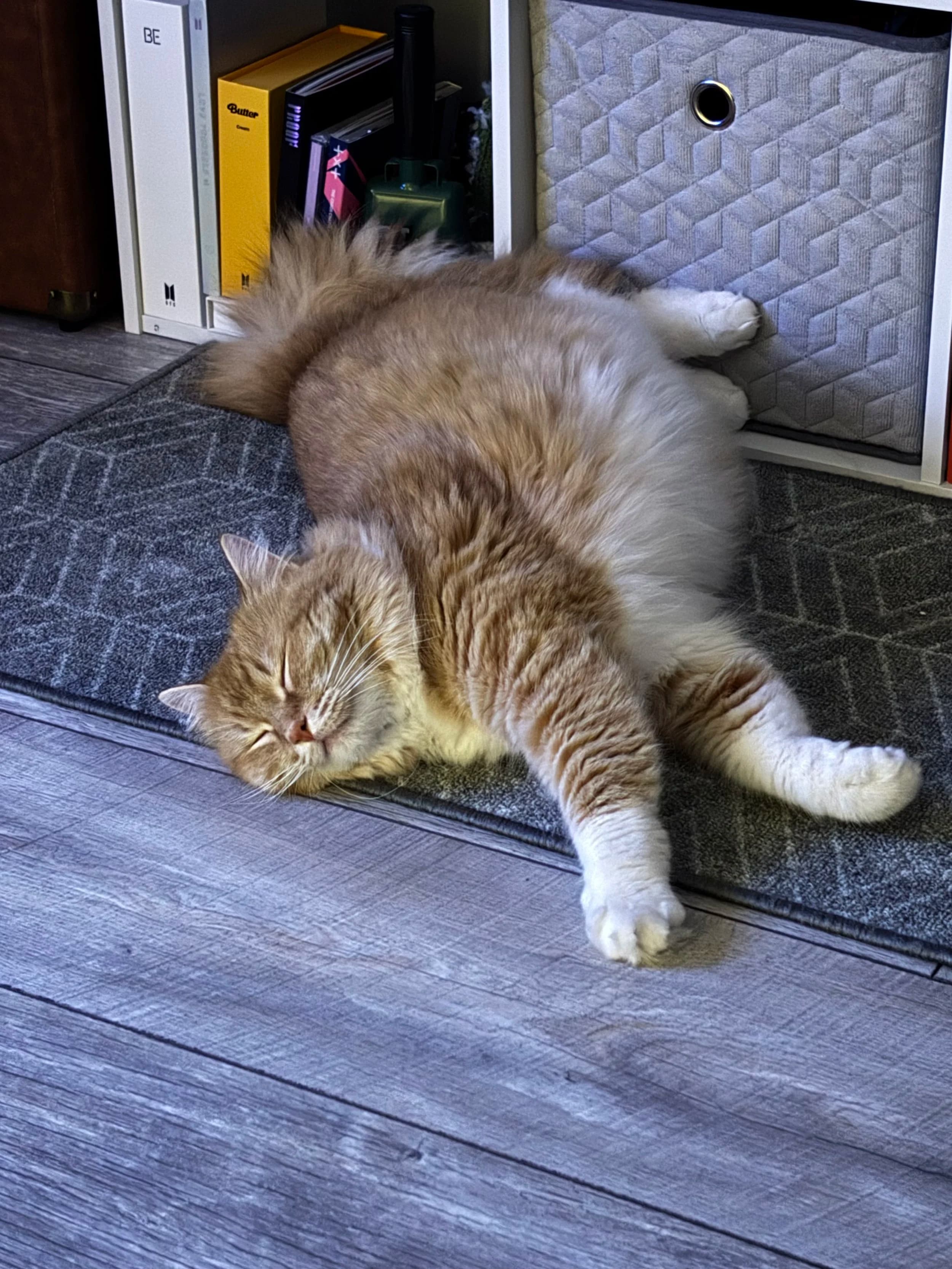 Reyna - Domestic Medium Hair cat available for adoption at SCAT Street Cat Rescue Program in Saskatoon