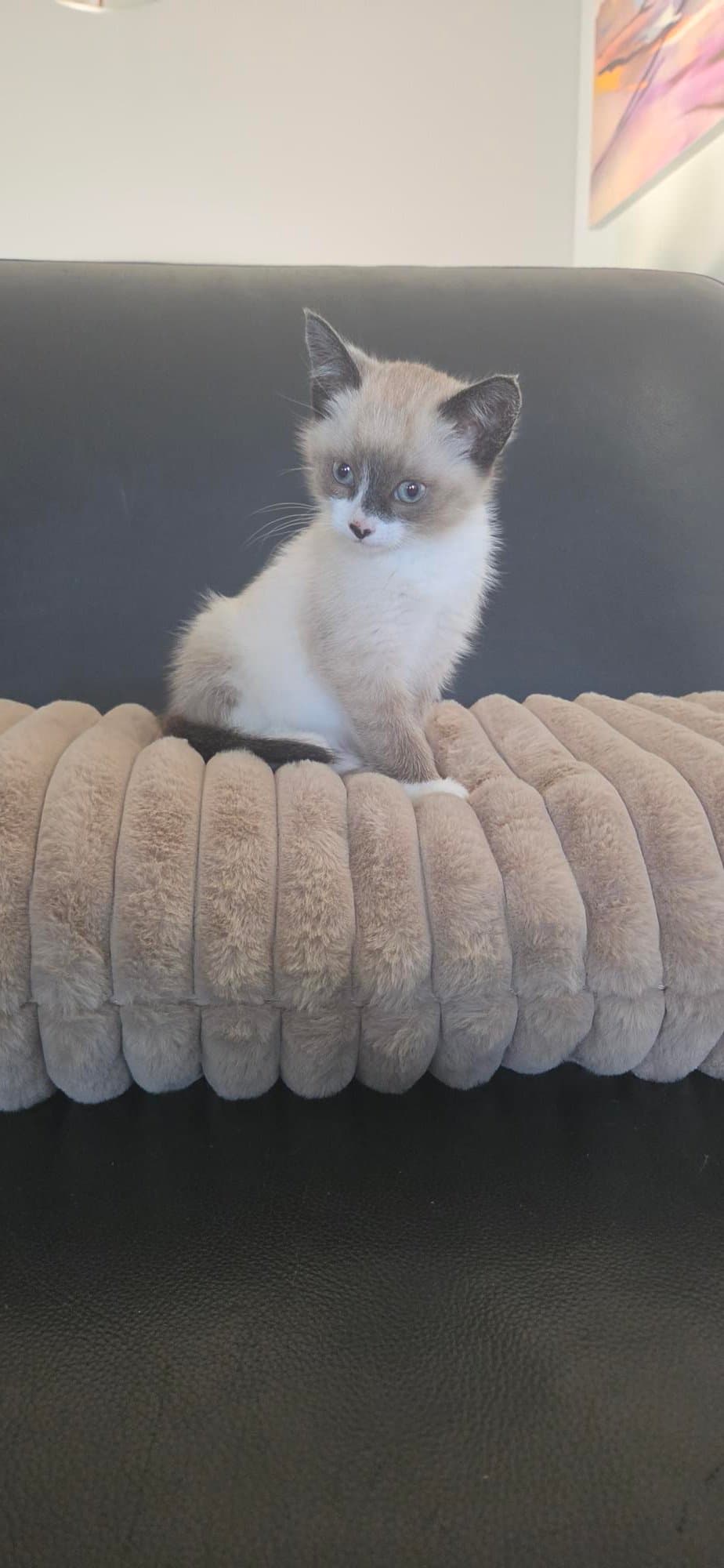 Wrigley - Domestic Short Hair cat available for adoption at SCAT Street Cat Rescue Program in Saskatoon