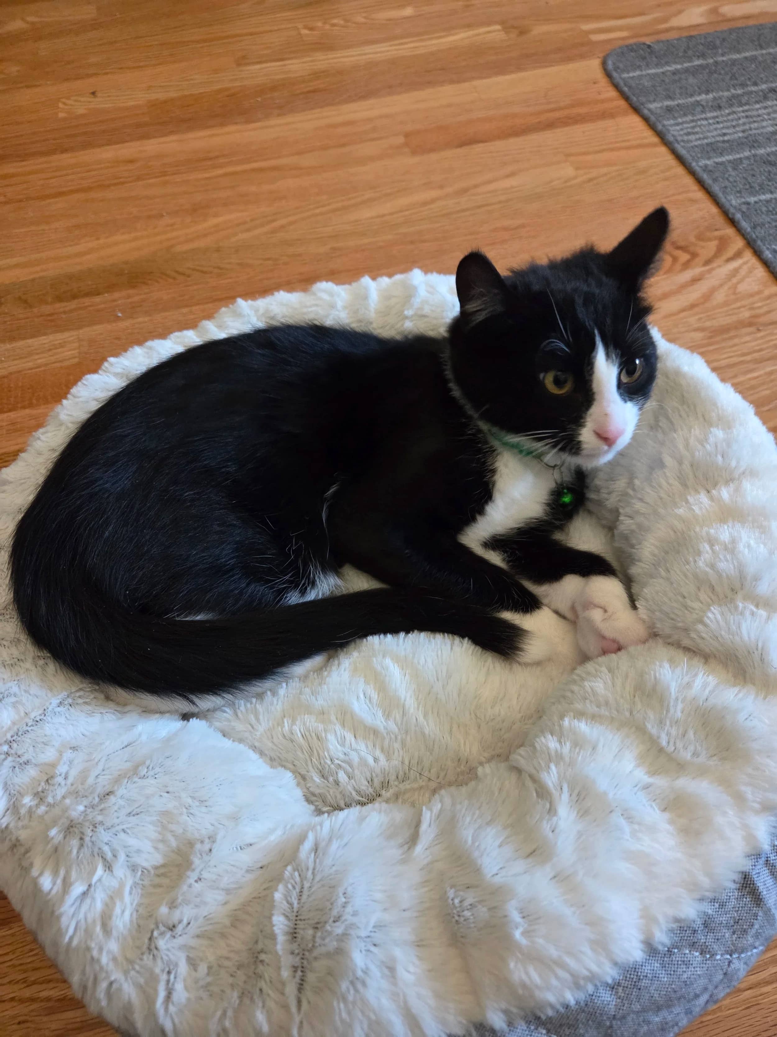 Foxy - Domestic Short Hair available for adoption