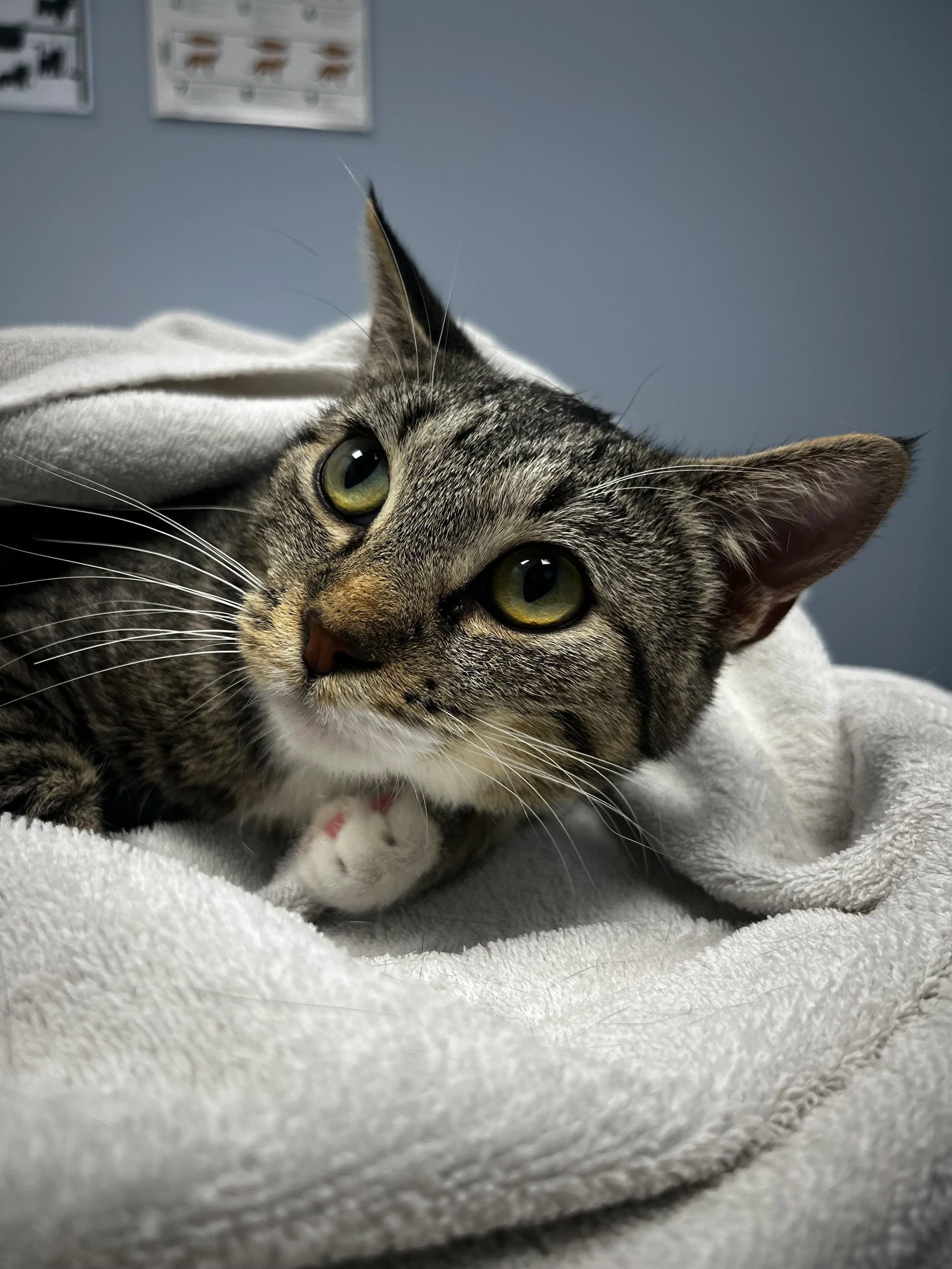 Solar Flare - Domestic Short Hair cat available for adoption at SCAT Street Cat Rescue Program in Saskatoon