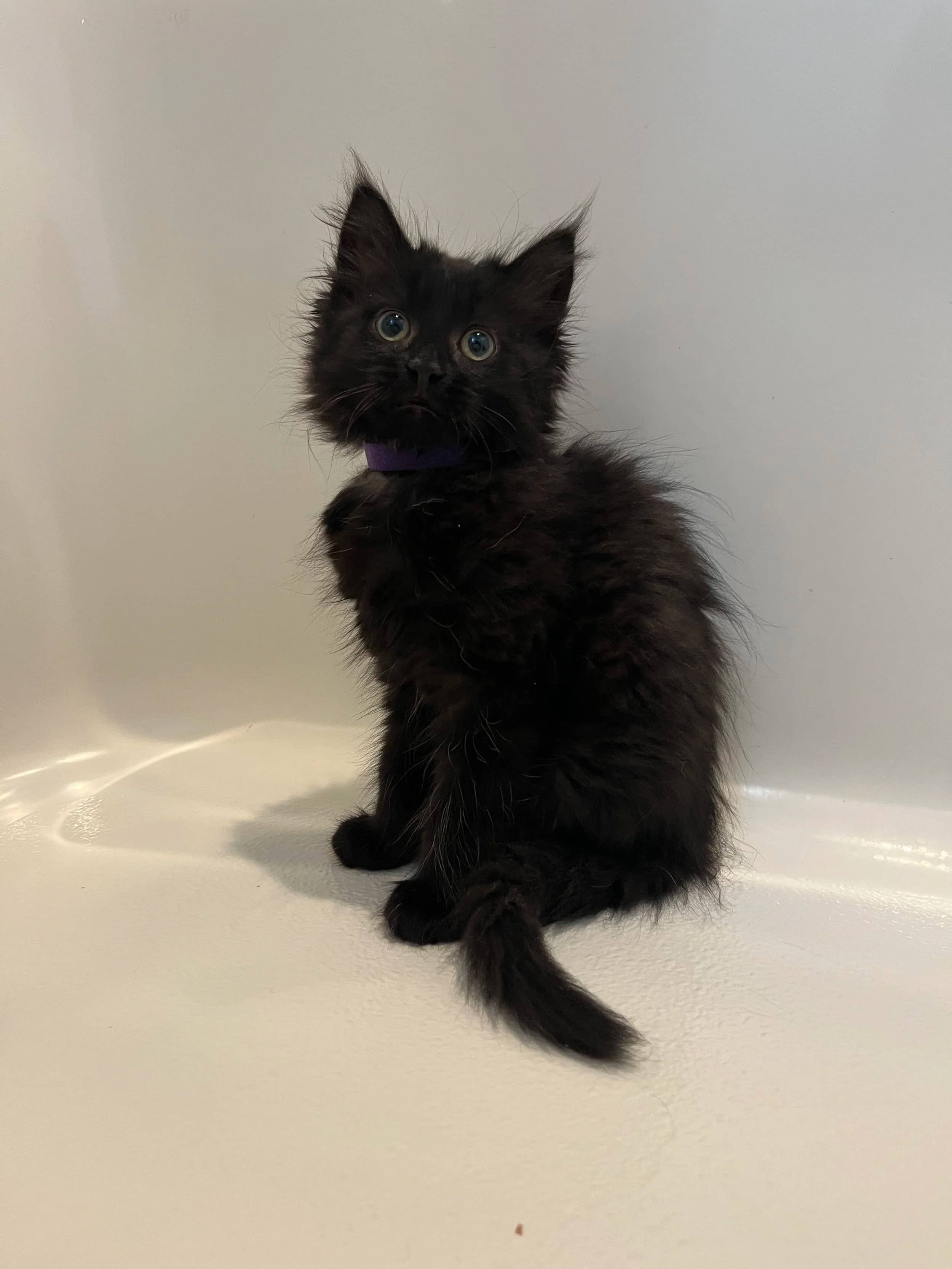 Jetta - Domestic Long Hair cat available for adoption at SCAT Street Cat Rescue Program in Saskatoon