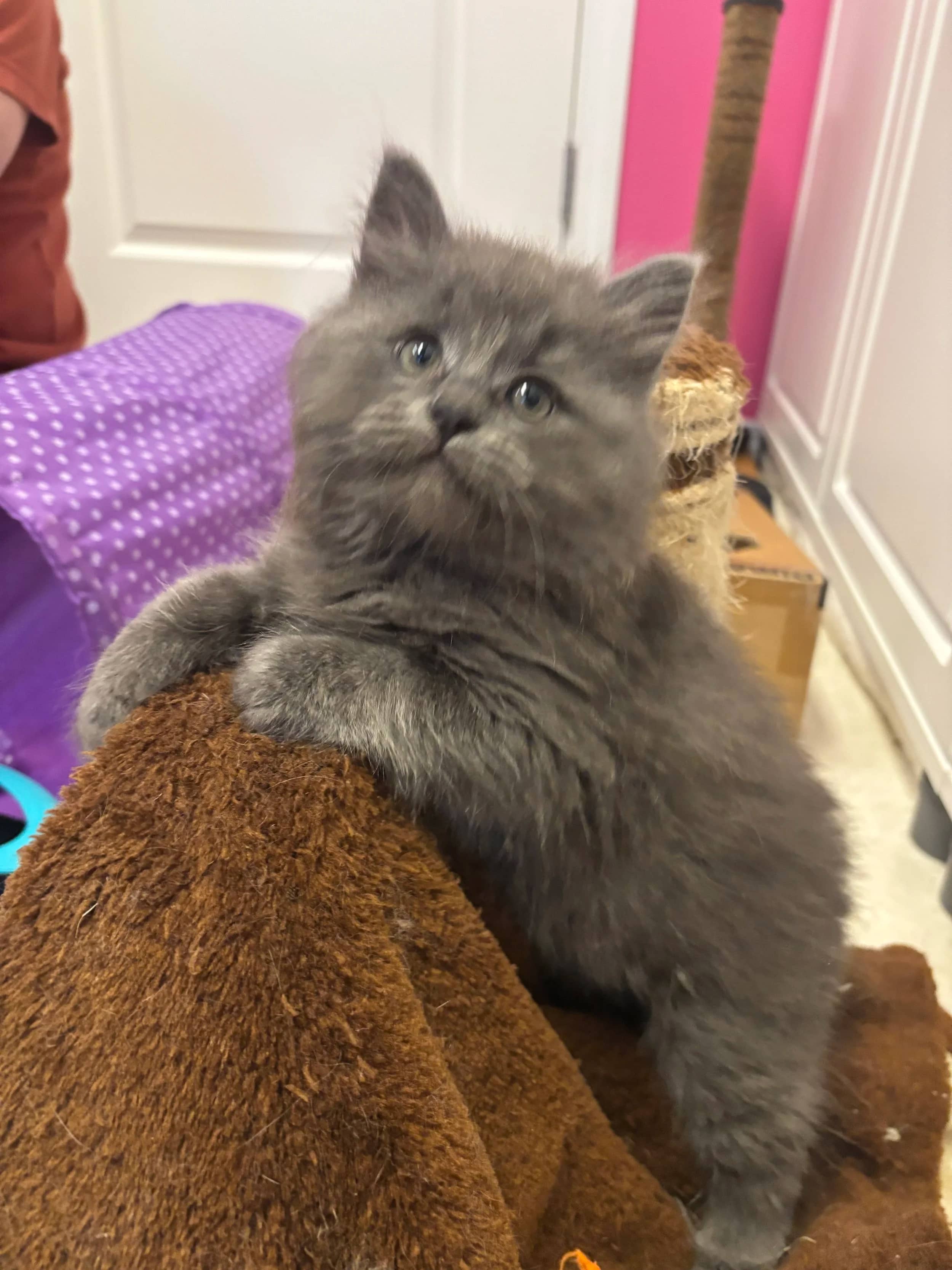 Hugsy - Domestic Long Hair cat available for adoption at SCAT Street Cat Rescue Program in Saskatoon
