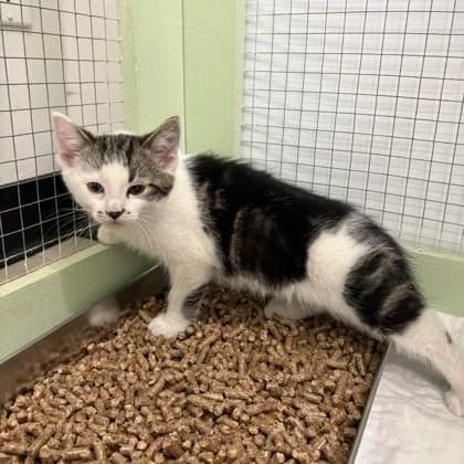 Pascal - Domestic Short Hair cat available for adoption at SCAT Street Cat Rescue Program in Saskatoon