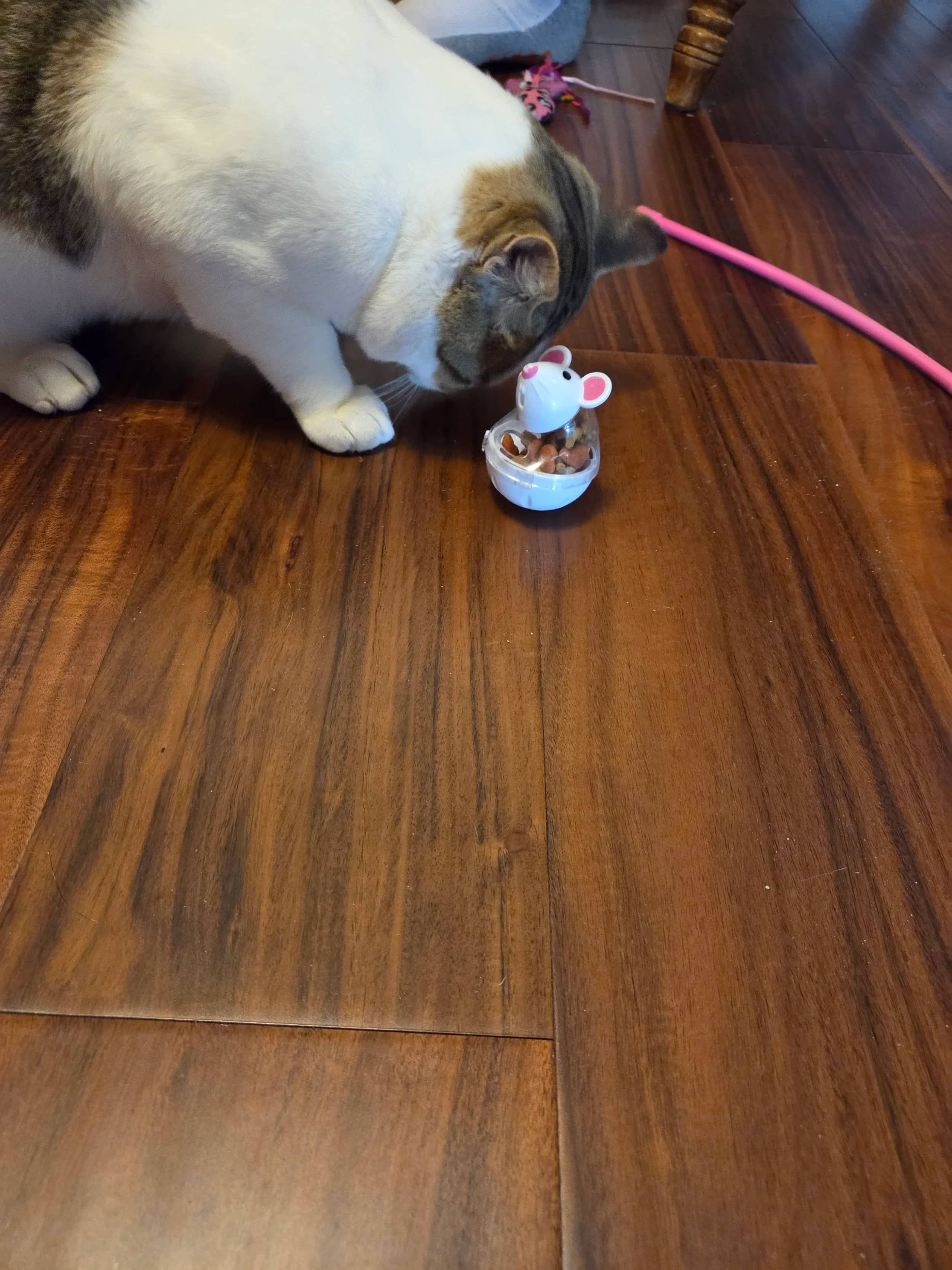 Lancelot - Domestic Short Hair cat available for adoption in Saskatchewan