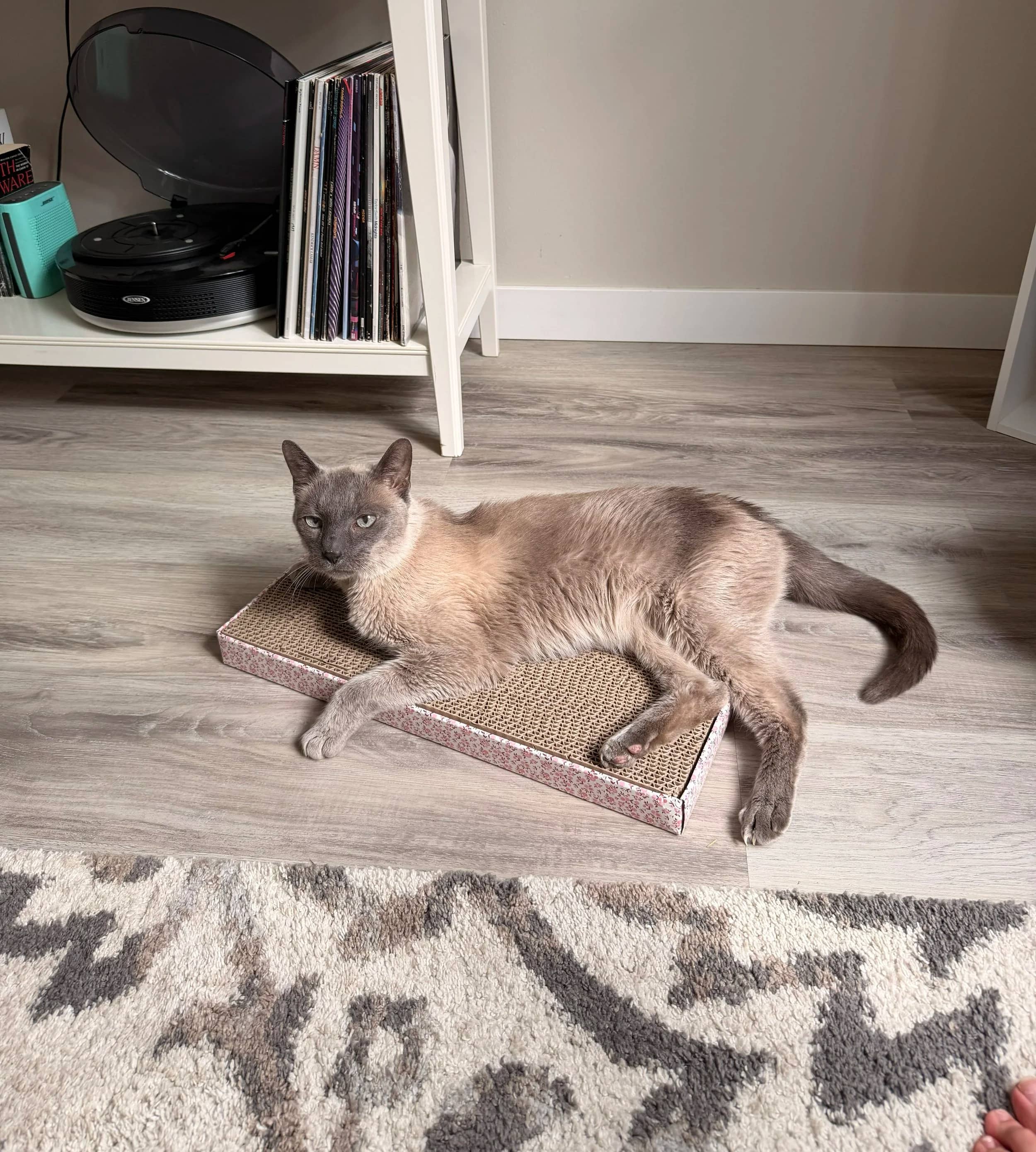 Cinder - Domestic Short Hair cat available for adoption at SCAT Street Cat Rescue Program in Saskatoon