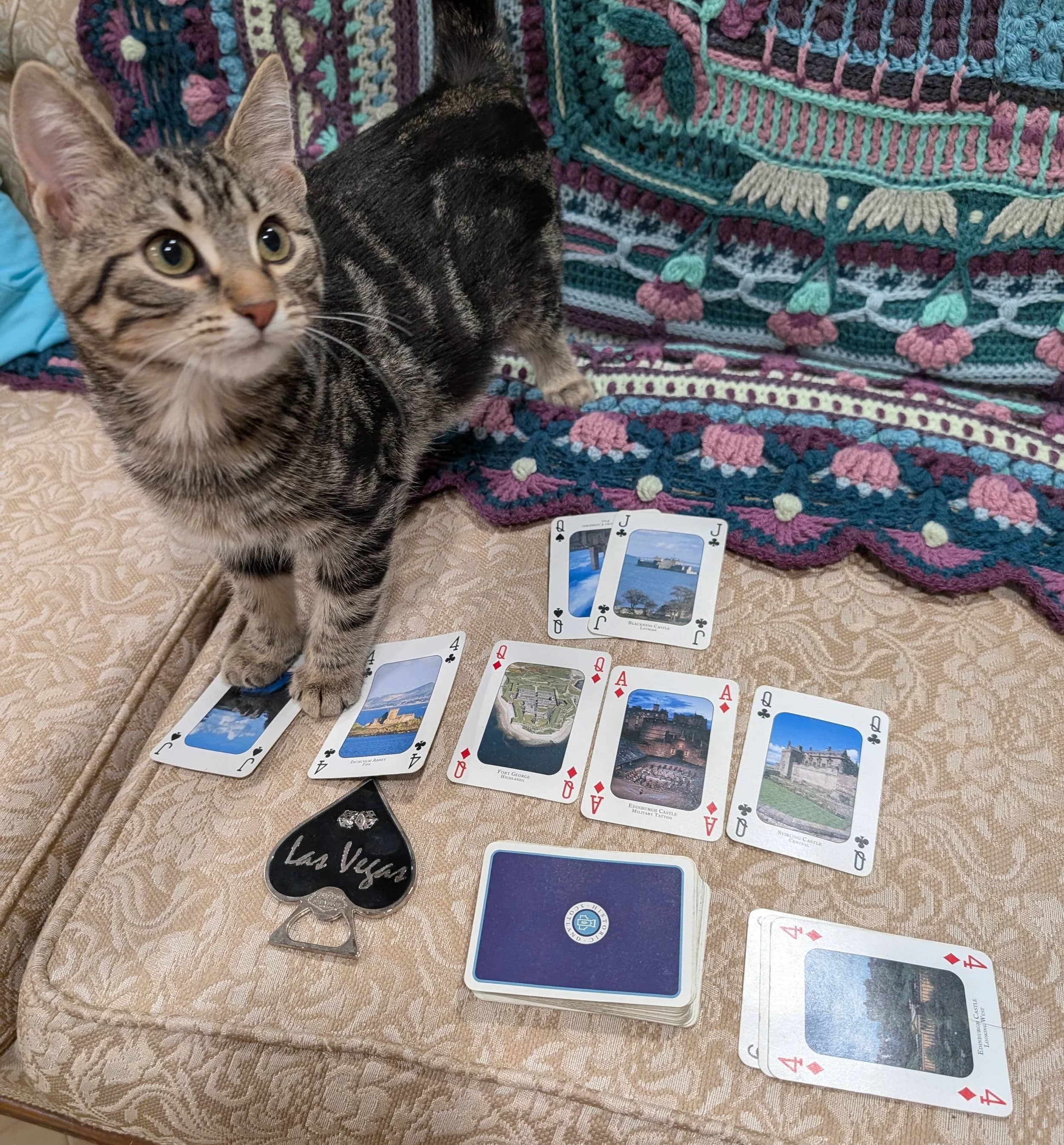 Vegas - Domestic Short Hair available for adoption