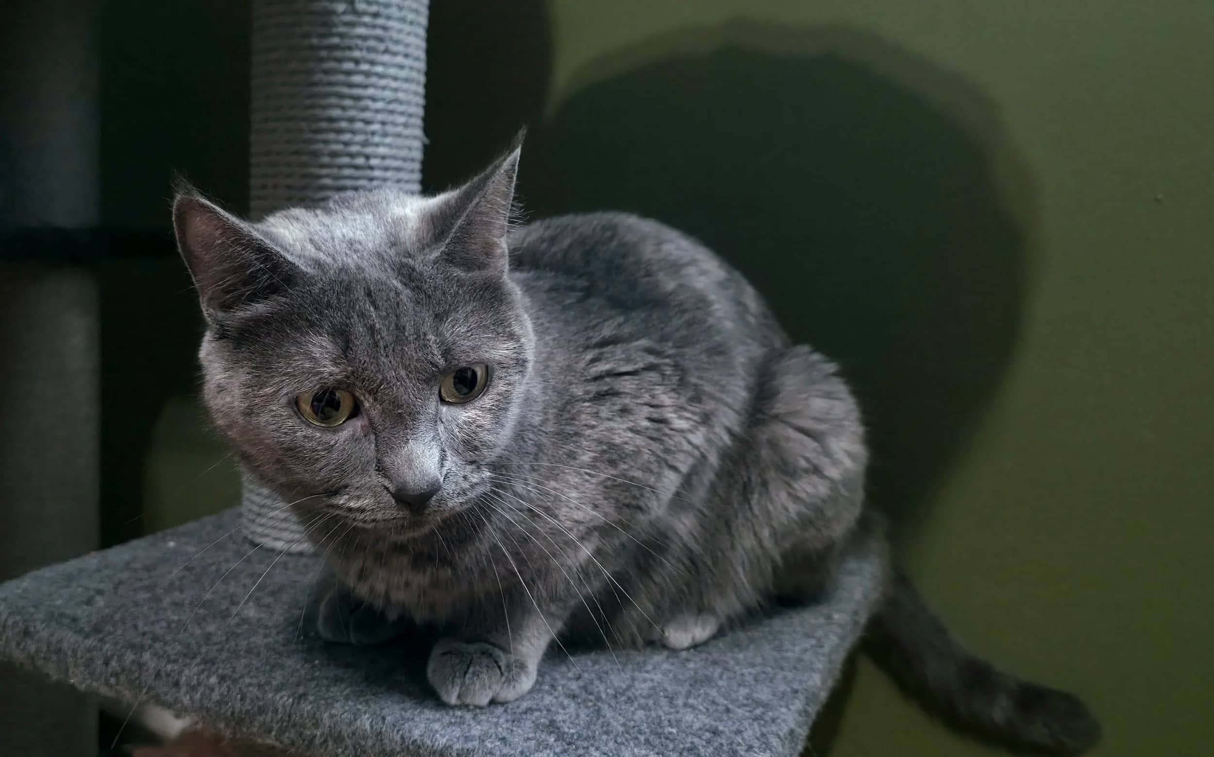 Nymphaea - Domestic Short Hair cat available for adoption at SCAT Street Cat Rescue Program in Saskatoon