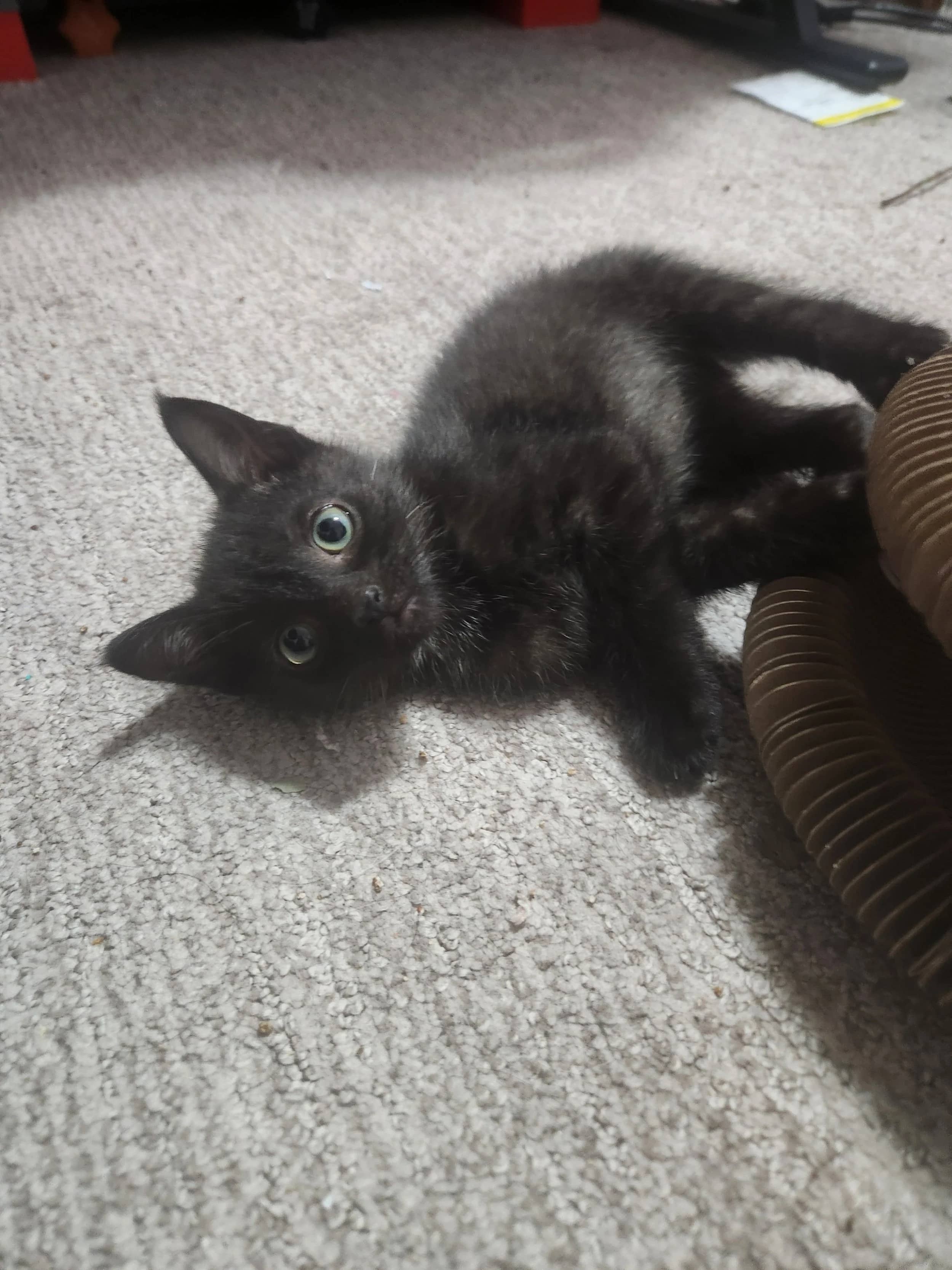 Joe Pye - Domestic Short Hair cat available for adoption at SCAT Street Cat Rescue Program in Saskatoon