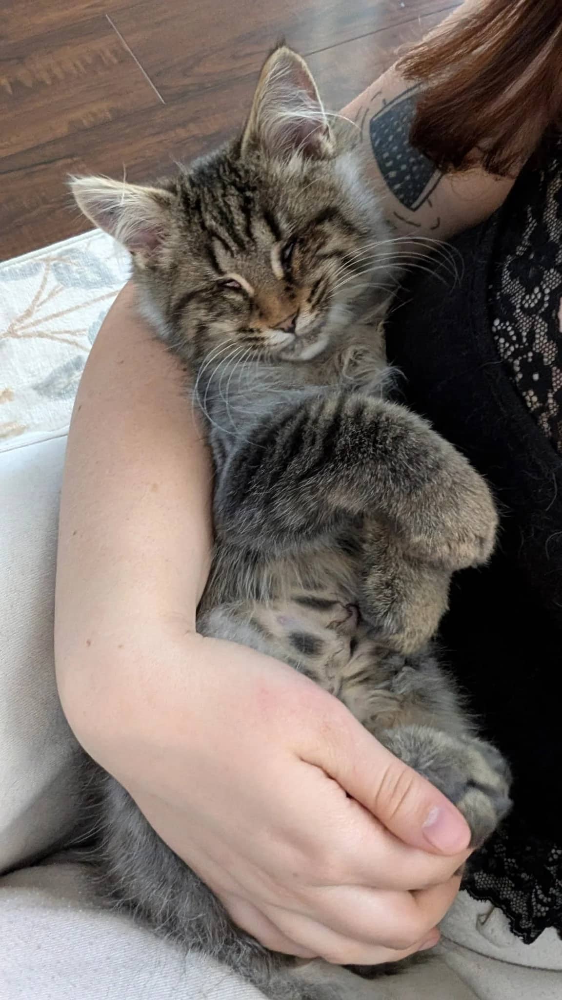 Dilly - Domestic Long Hair cat available for adoption at SCAT Street Cat Rescue Program in Saskatoon
