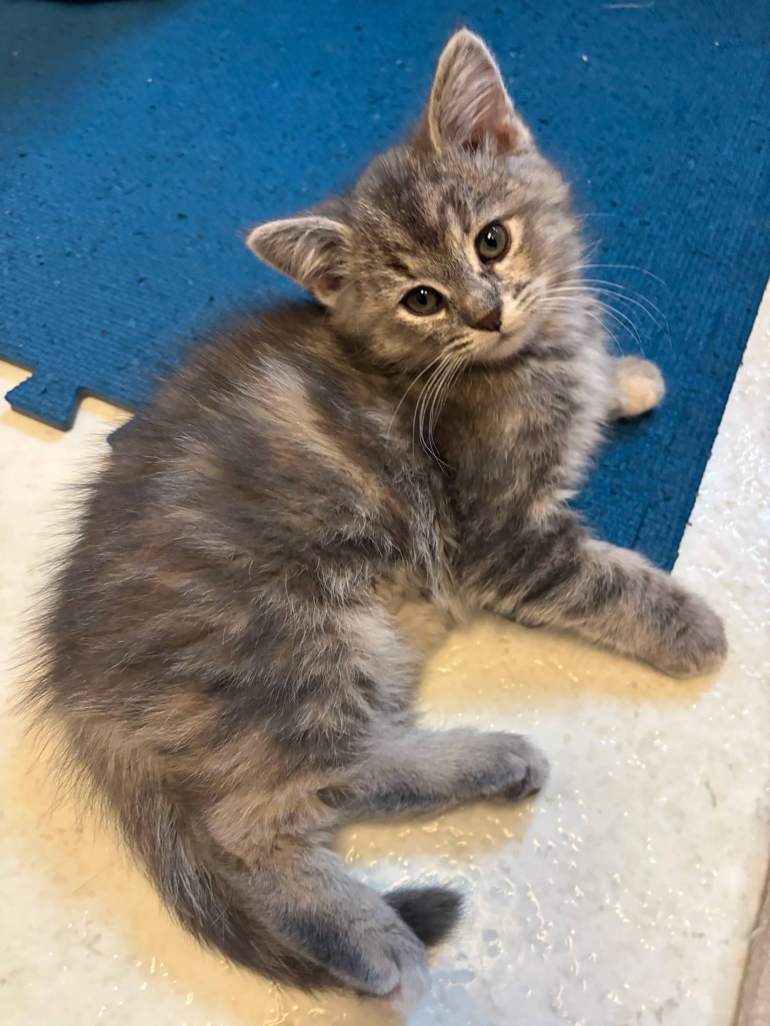 Hopscotch - Domestic Short Hair cat available for adoption at SCAT Street Cat Rescue Program in Saskatoon
