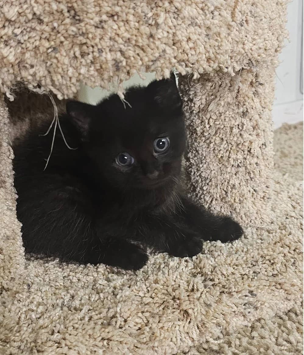 Uxbridge - Domestic Short Hair cat available for adoption at SCAT Street Cat Rescue Program in Saskatoon