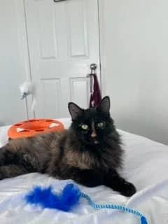 Nutmeg - Domestic Long Hair cat available for adoption at SCAT Street Cat Rescue Program in Saskatoon