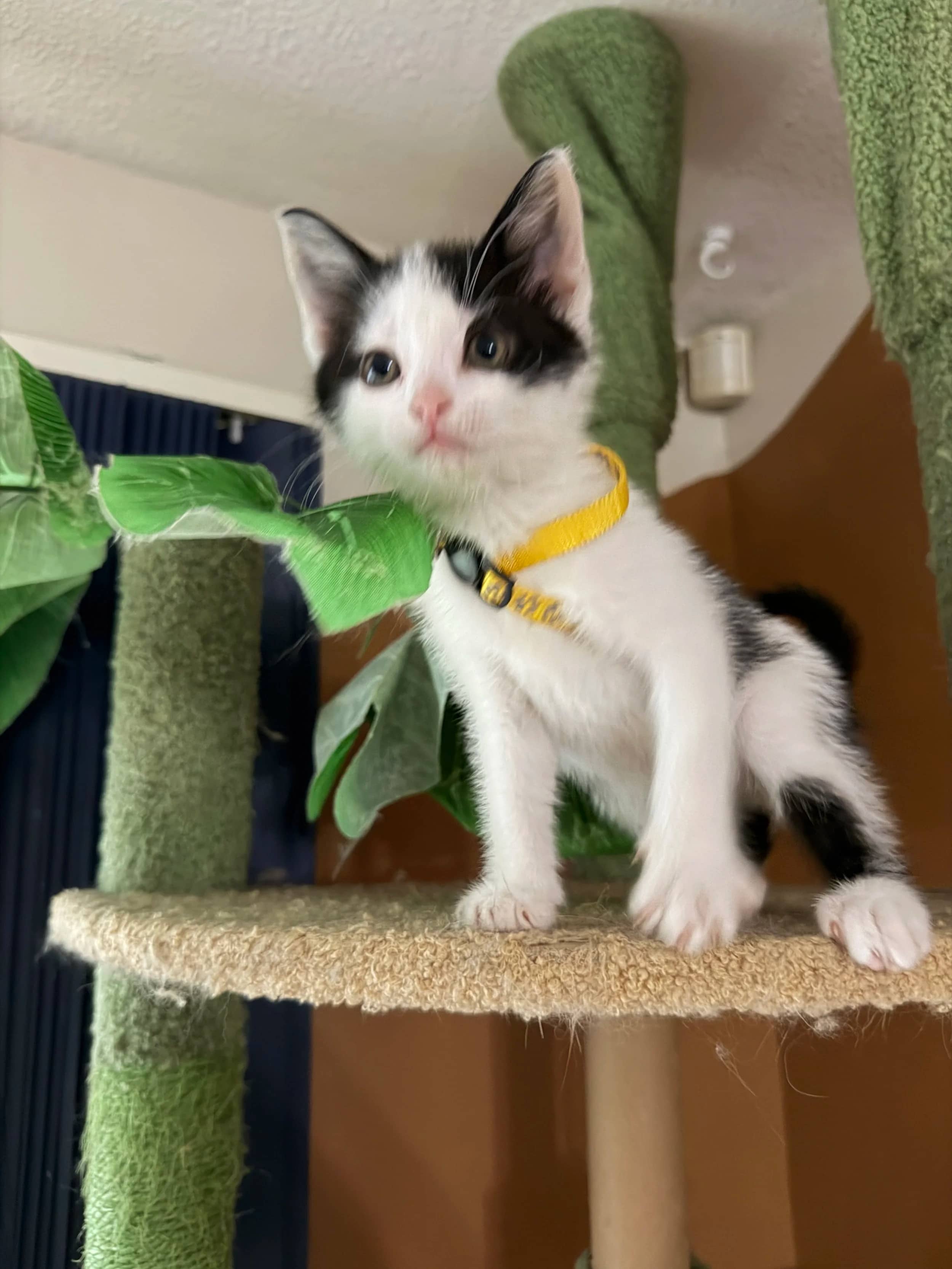 Verity - Domestic Short Hair available for adoption