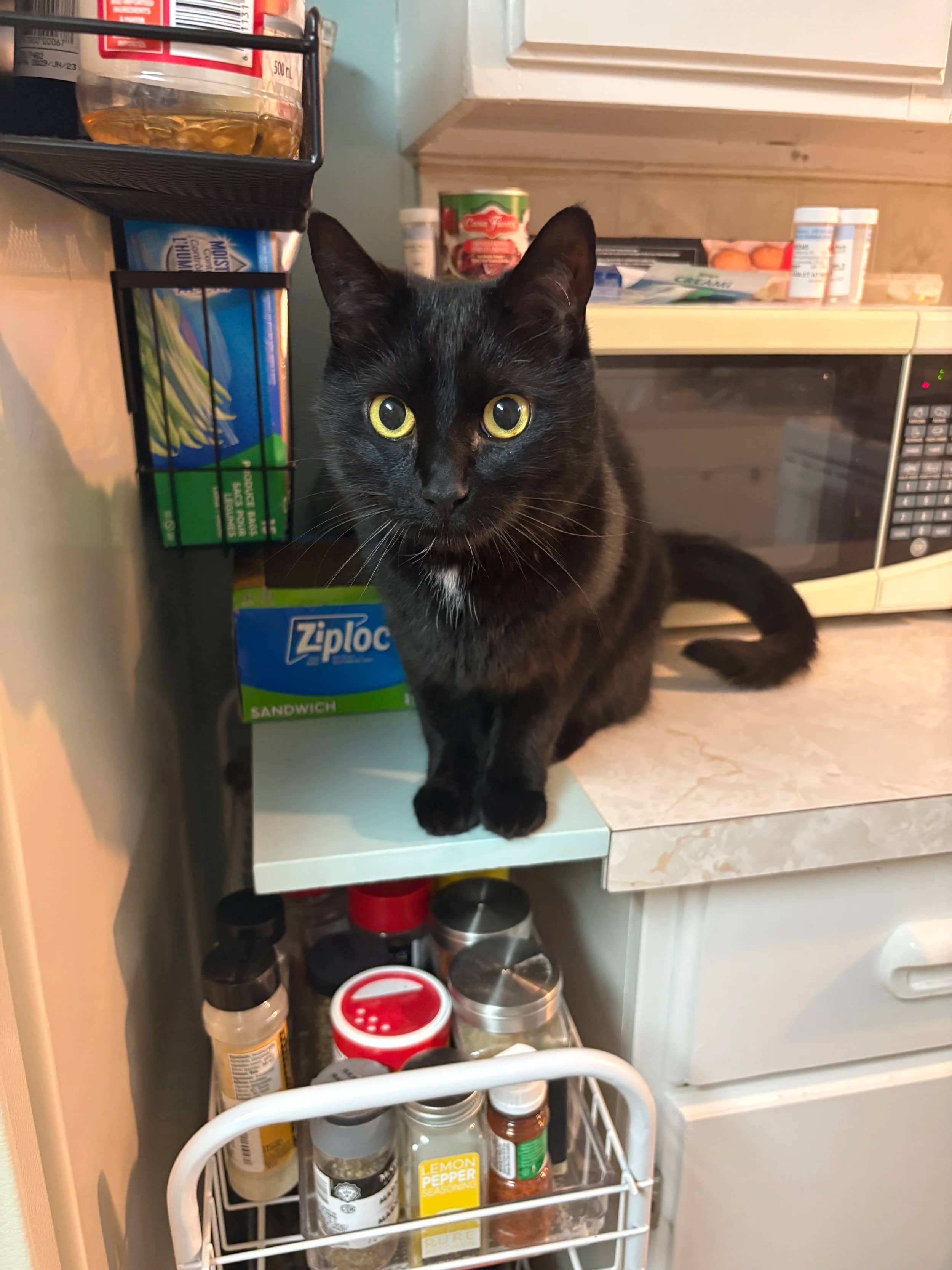 Holly Wheeler - Domestic Short Hair available for adoption