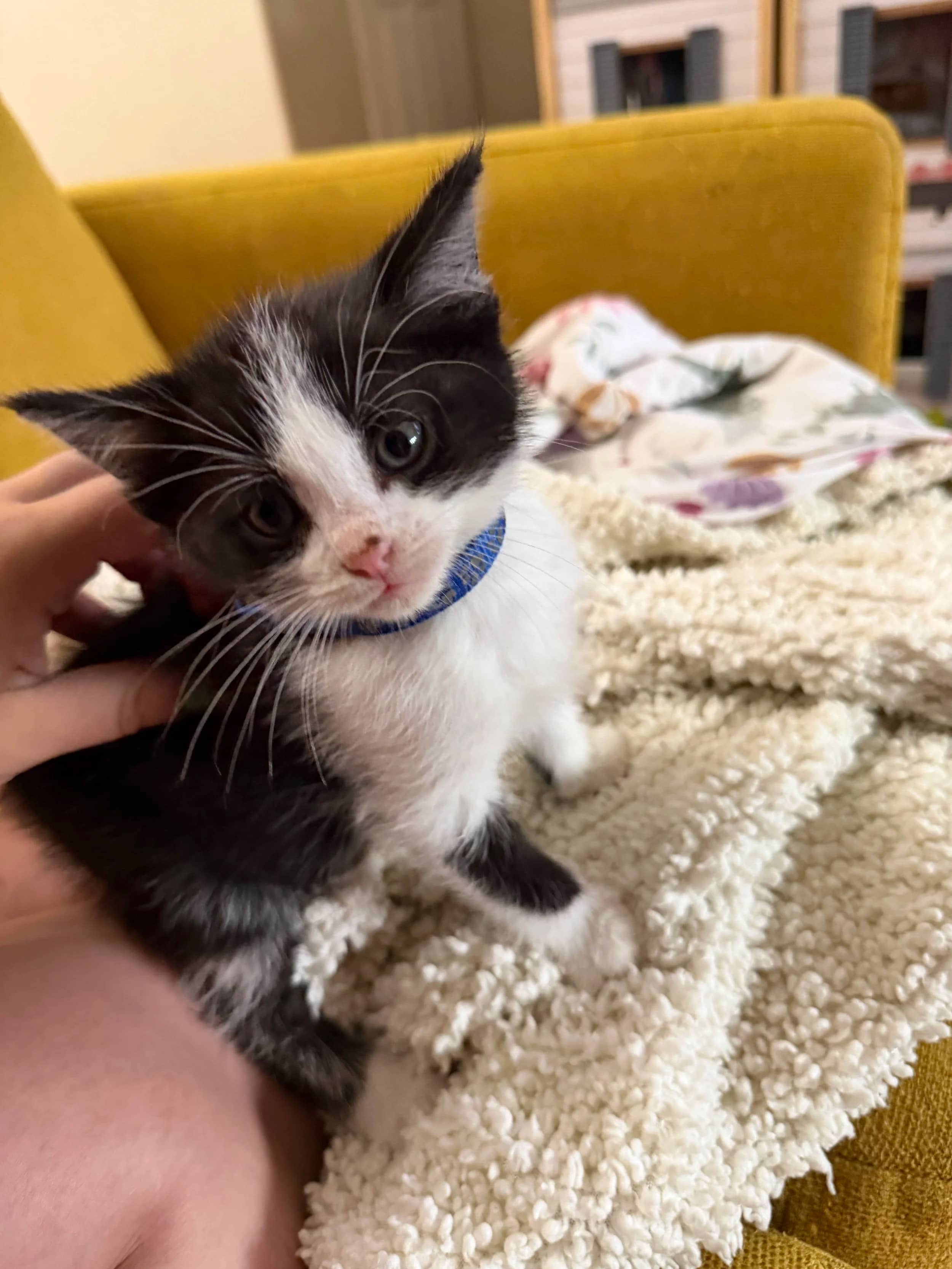 Vincent - Domestic Shoer Hair cat available for adoption at SCAT Street Cat Rescue Program in Saskatoon