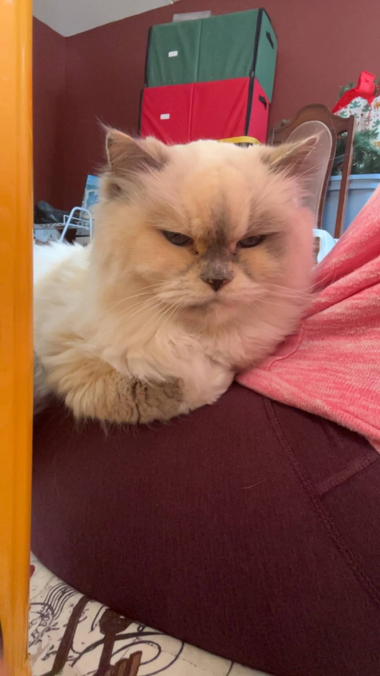 Rose - Ragdoll Himalayan cat available for adoption at SCAT Street Cat Rescue Program in Saskatoon