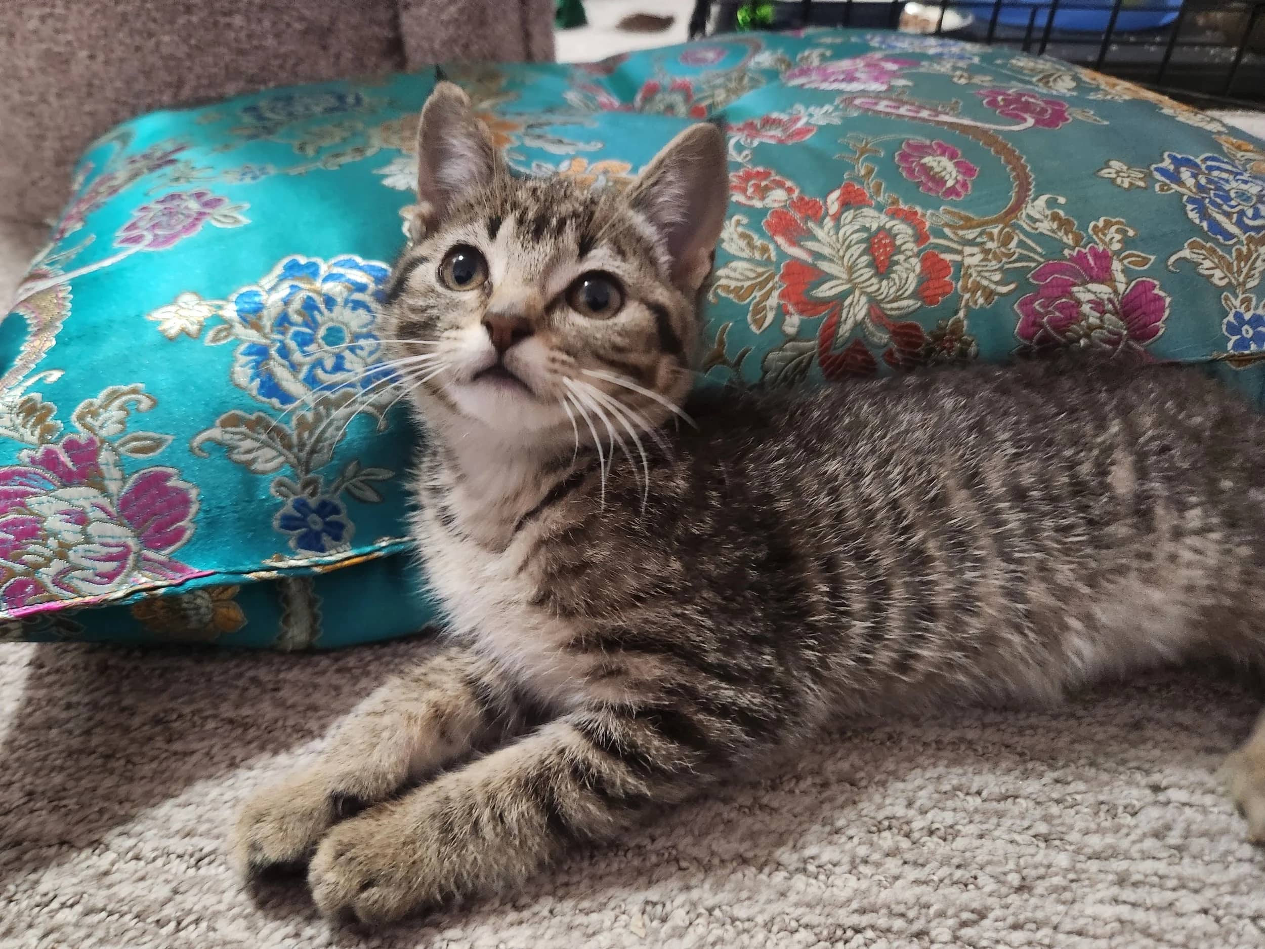 Juni - Domestic Short Hair cat available for adoption at SCAT Street Cat Rescue Program in Saskatoon