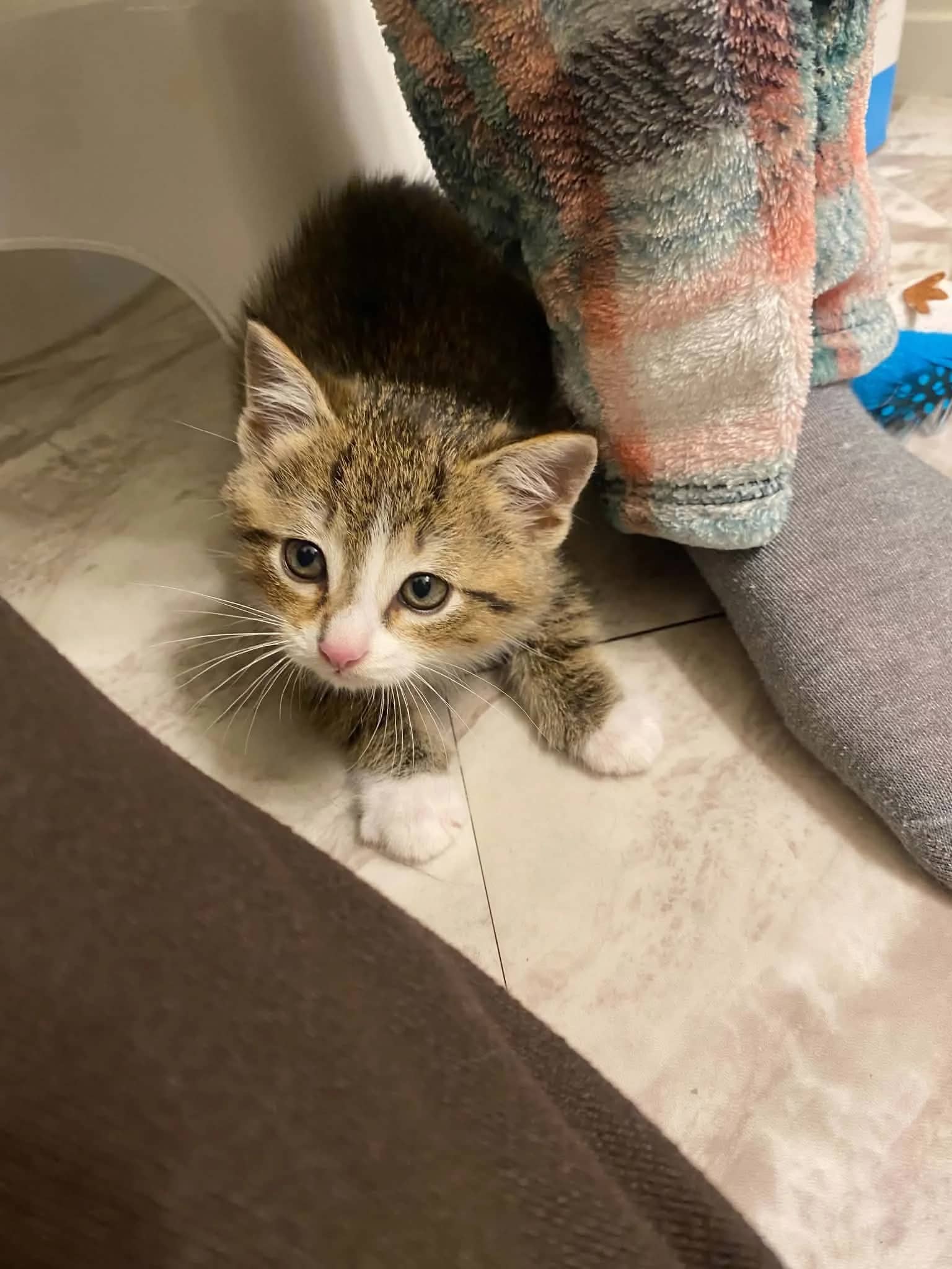 Bohemian - Domestic Short Hair cat available for adoption at SCAT Street Cat Rescue Program in Saskatoon