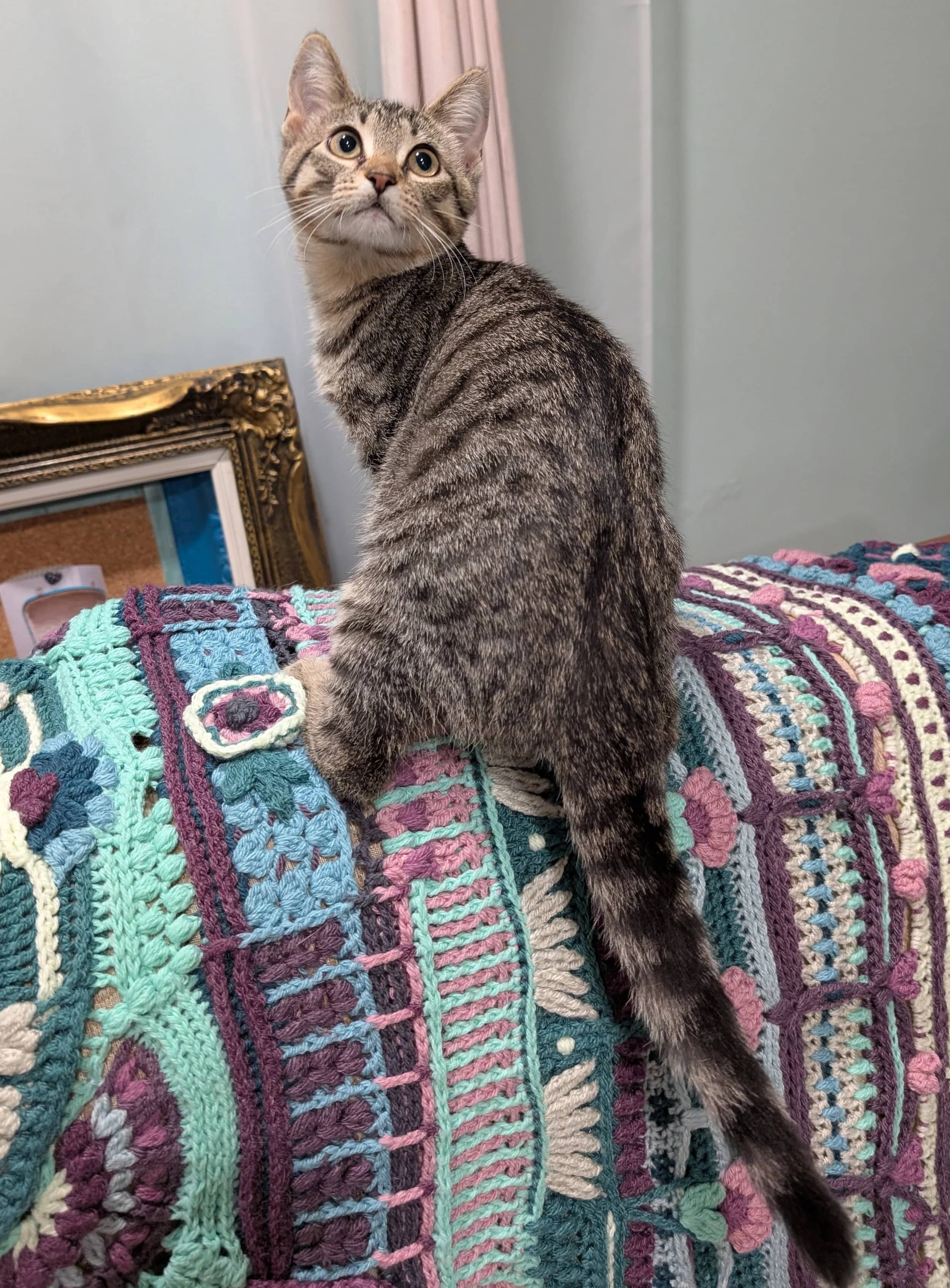 Vernon - Domestic Short Hair available for adoption