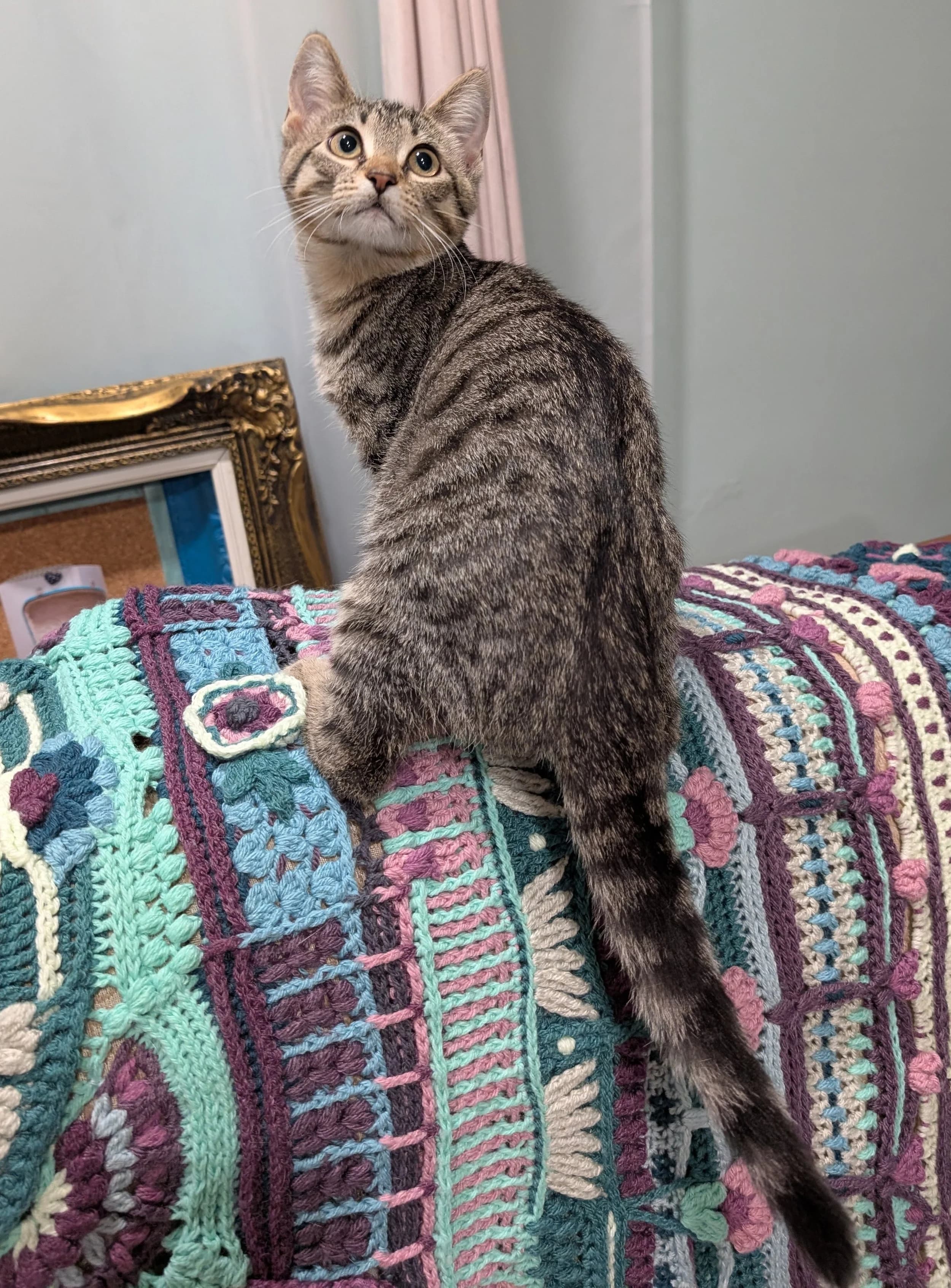 Vernon - Domestic Short Hair cat available for adoption at SCAT Street Cat Rescue Program in Saskatoon