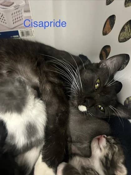 Cisapride - Domestic Short Hair cat available for adoption at SCAT Street Cat Rescue Program in Saskatoon