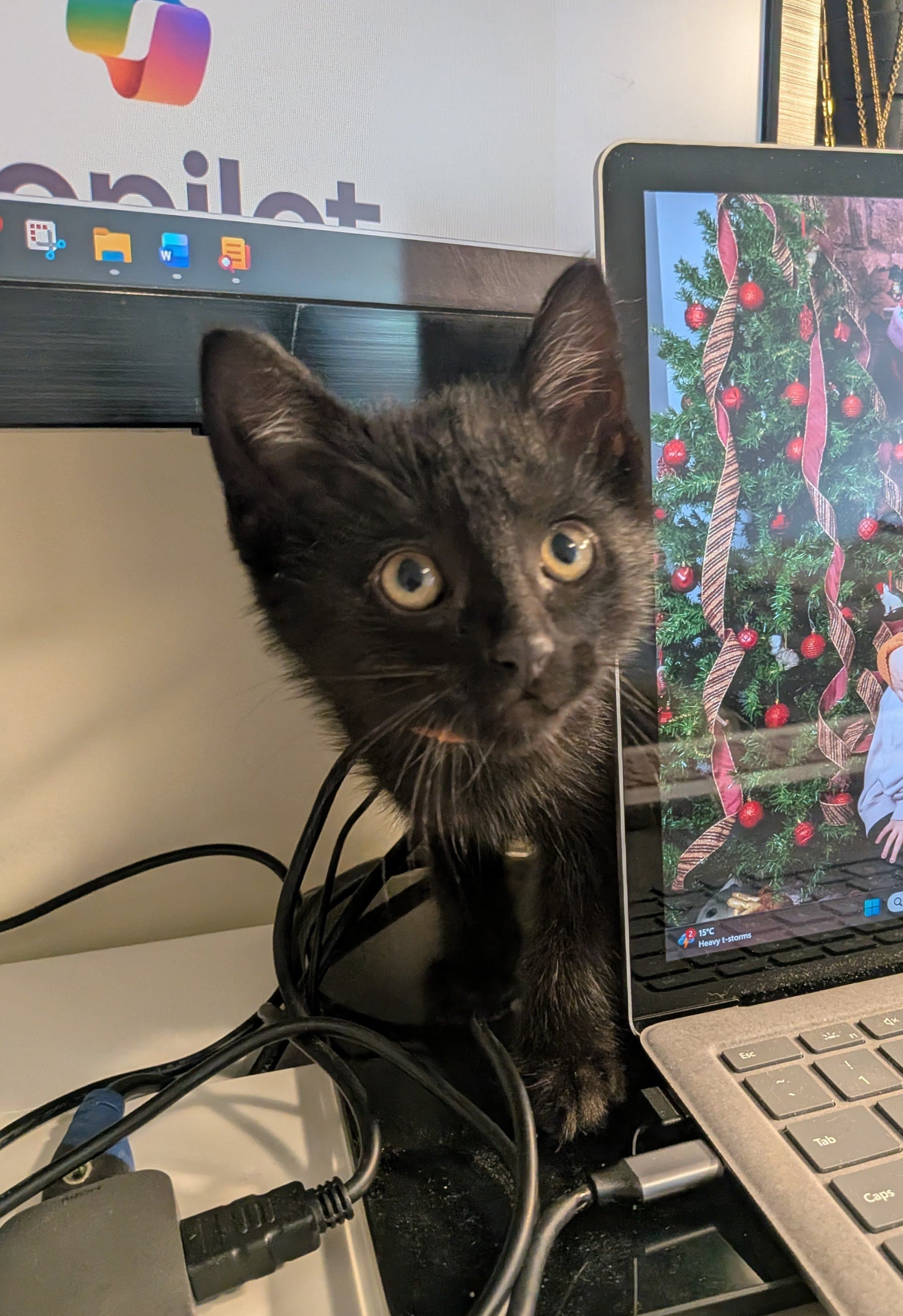 Twirl - Domestic Short Hair cat available for adoption at SCAT Street Cat Rescue Program in Saskatoon