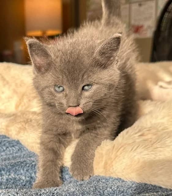 Jedi - Domestic Short Hair cat available for adoption at SCAT Street Cat Rescue Program in Saskatoon